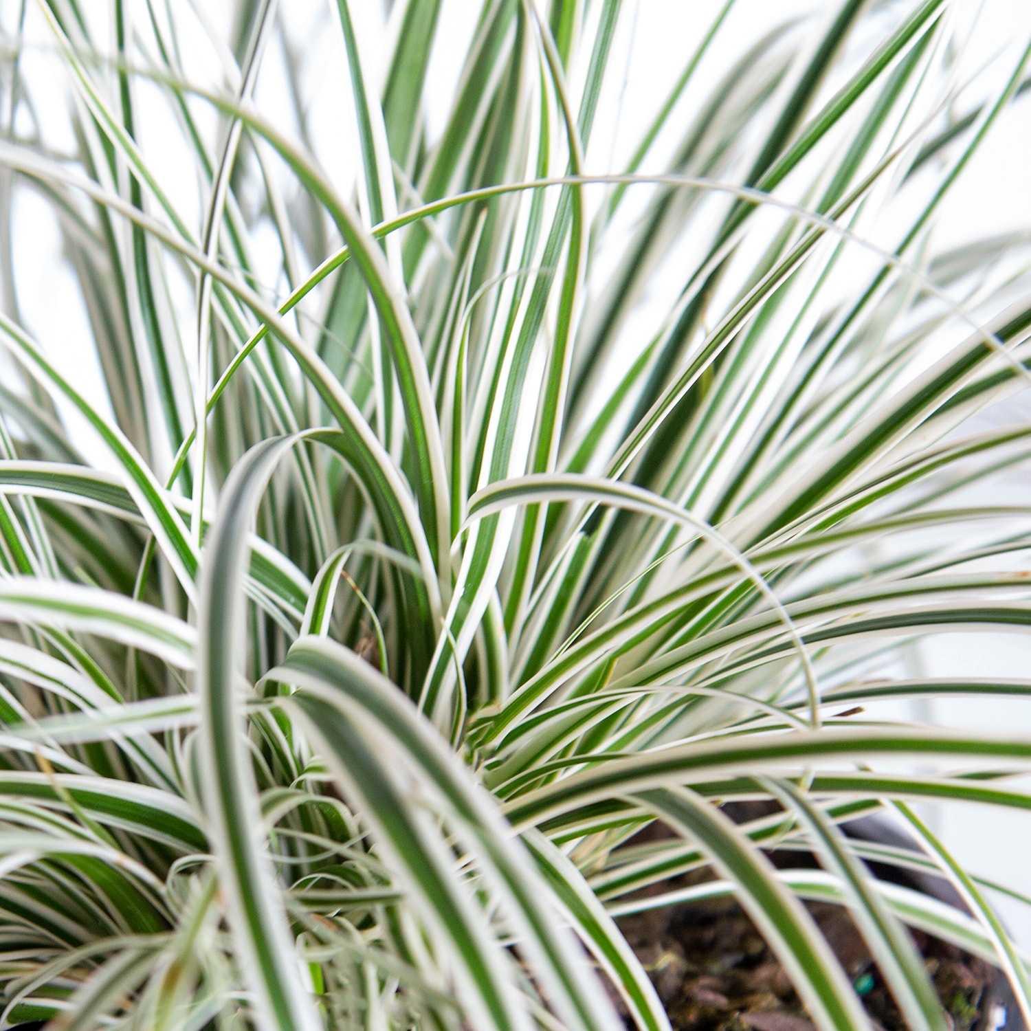 Southern Living Plant Collection 0728Q-2 Ornamental-Grasses - View #2