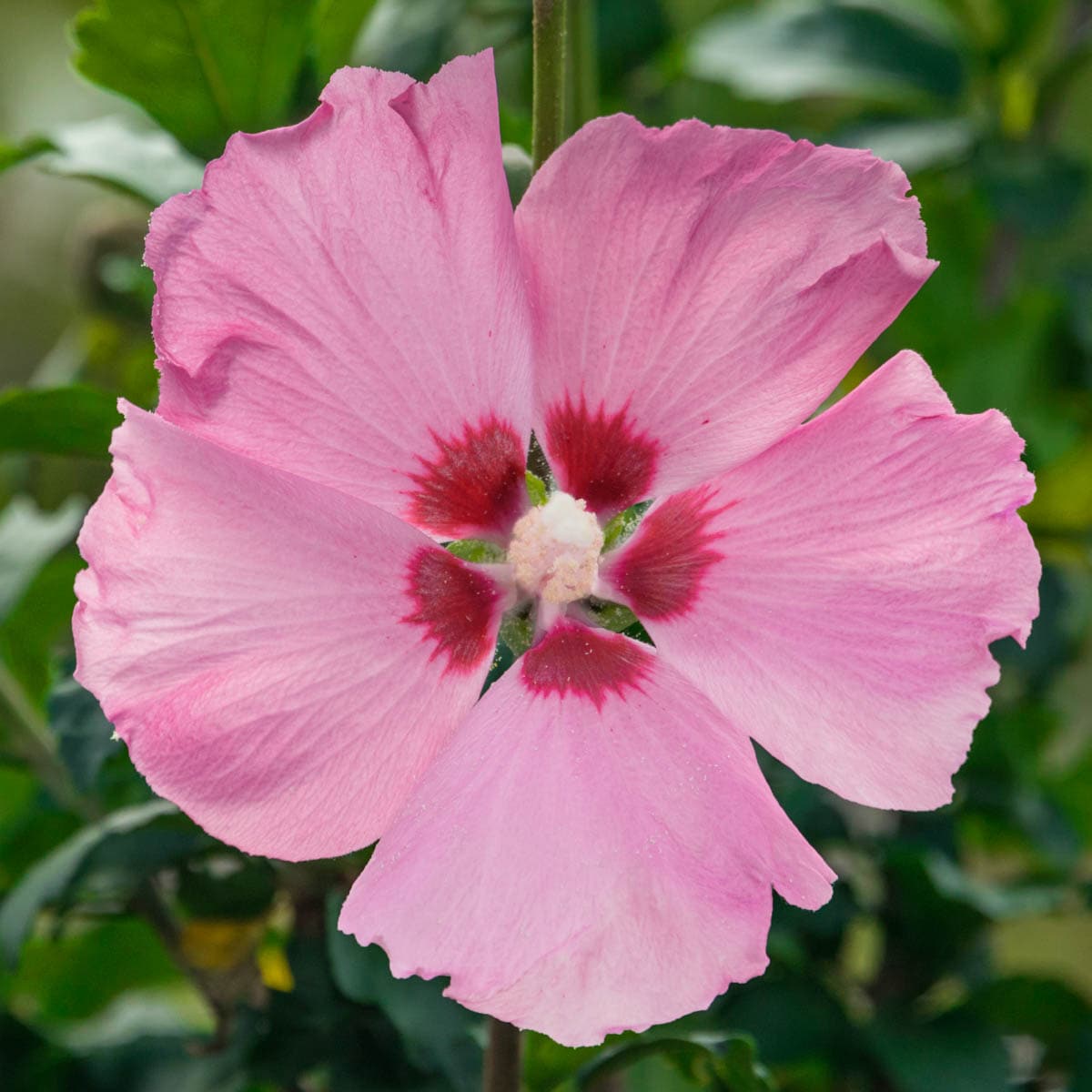Spring Hill Nurseries 77299 Pink Aphrodite Althea Flowering Shrub in 1 Pack(s) Pot