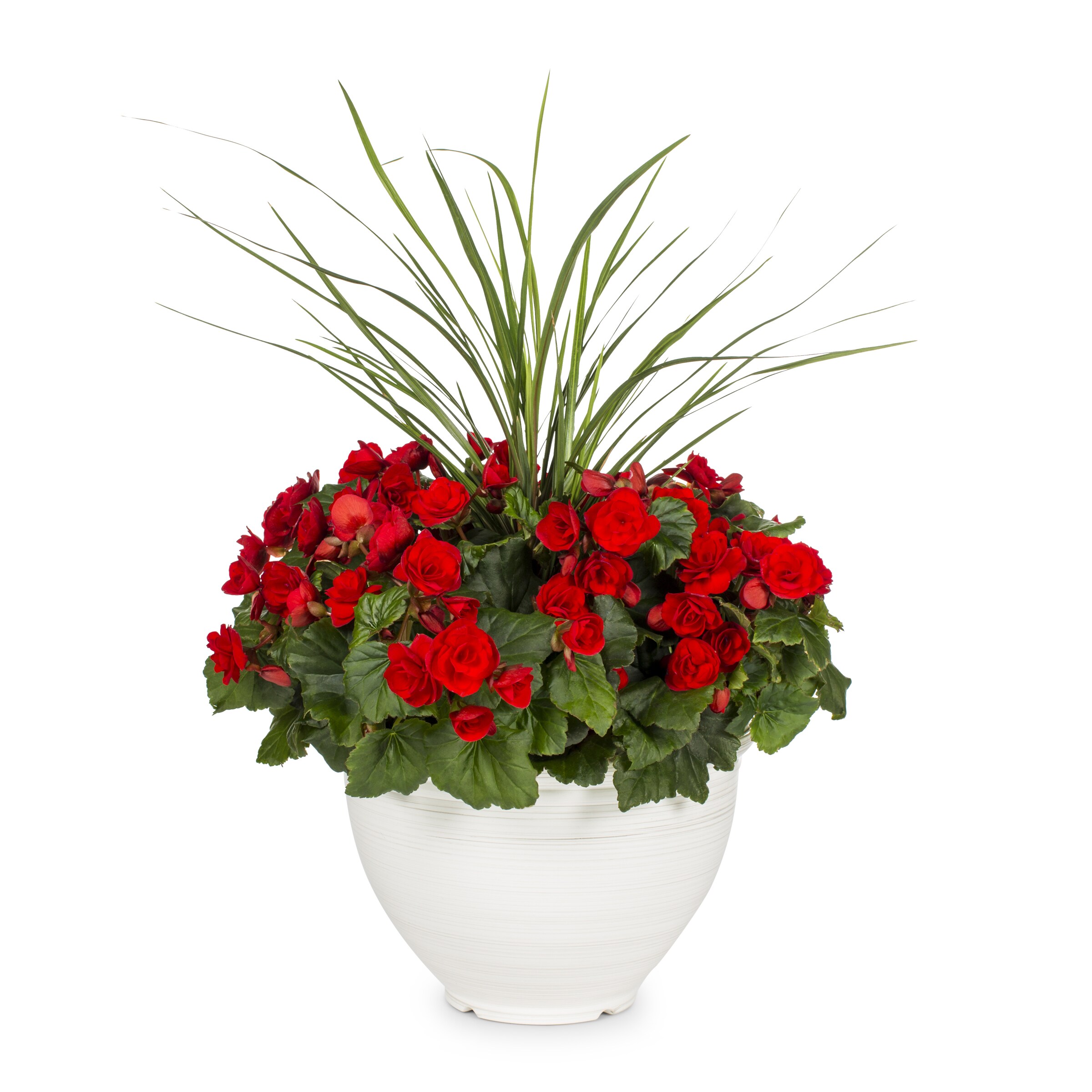 Lowe's 1613038 annuals - View #5