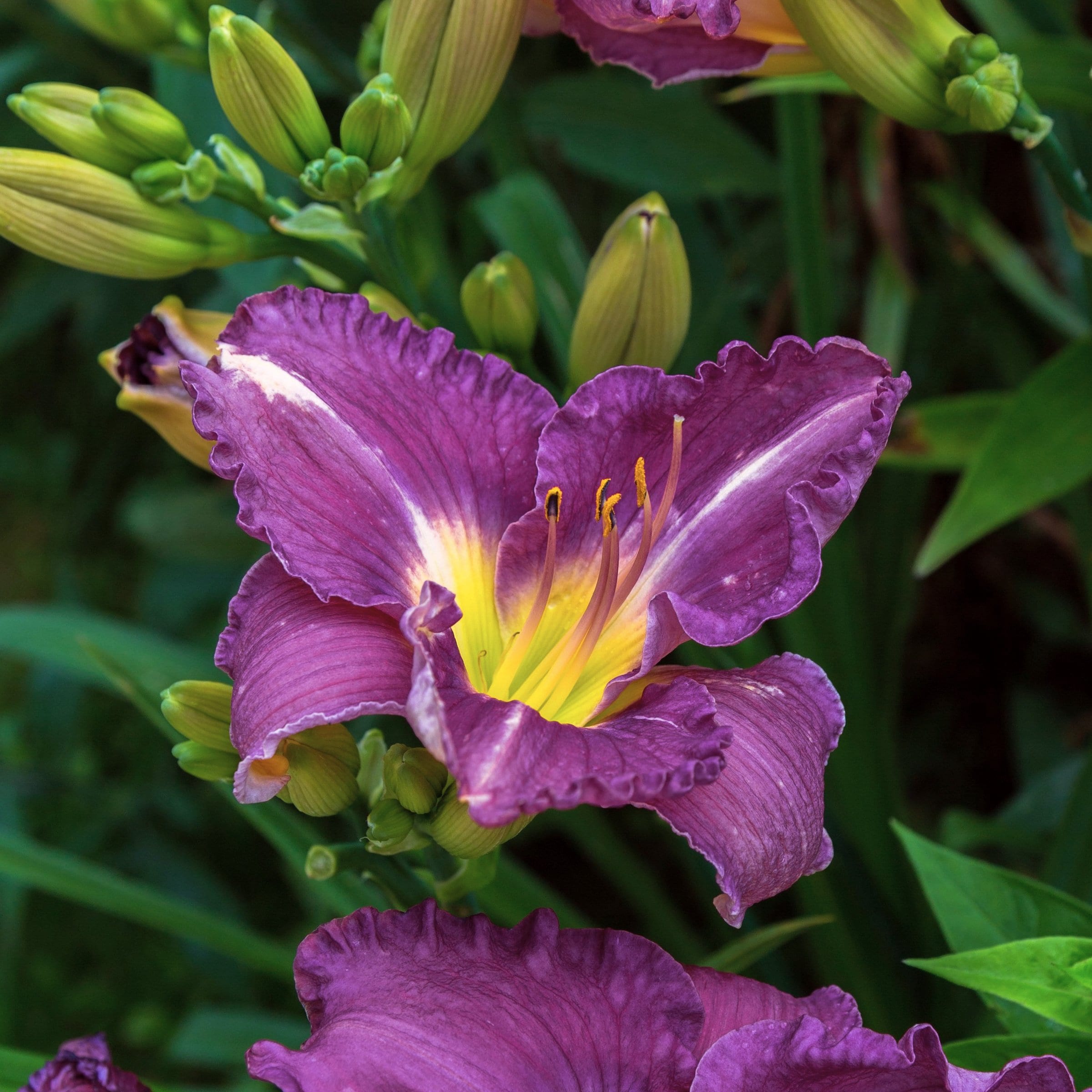 National Plant Network LW2608 perennials - View #5