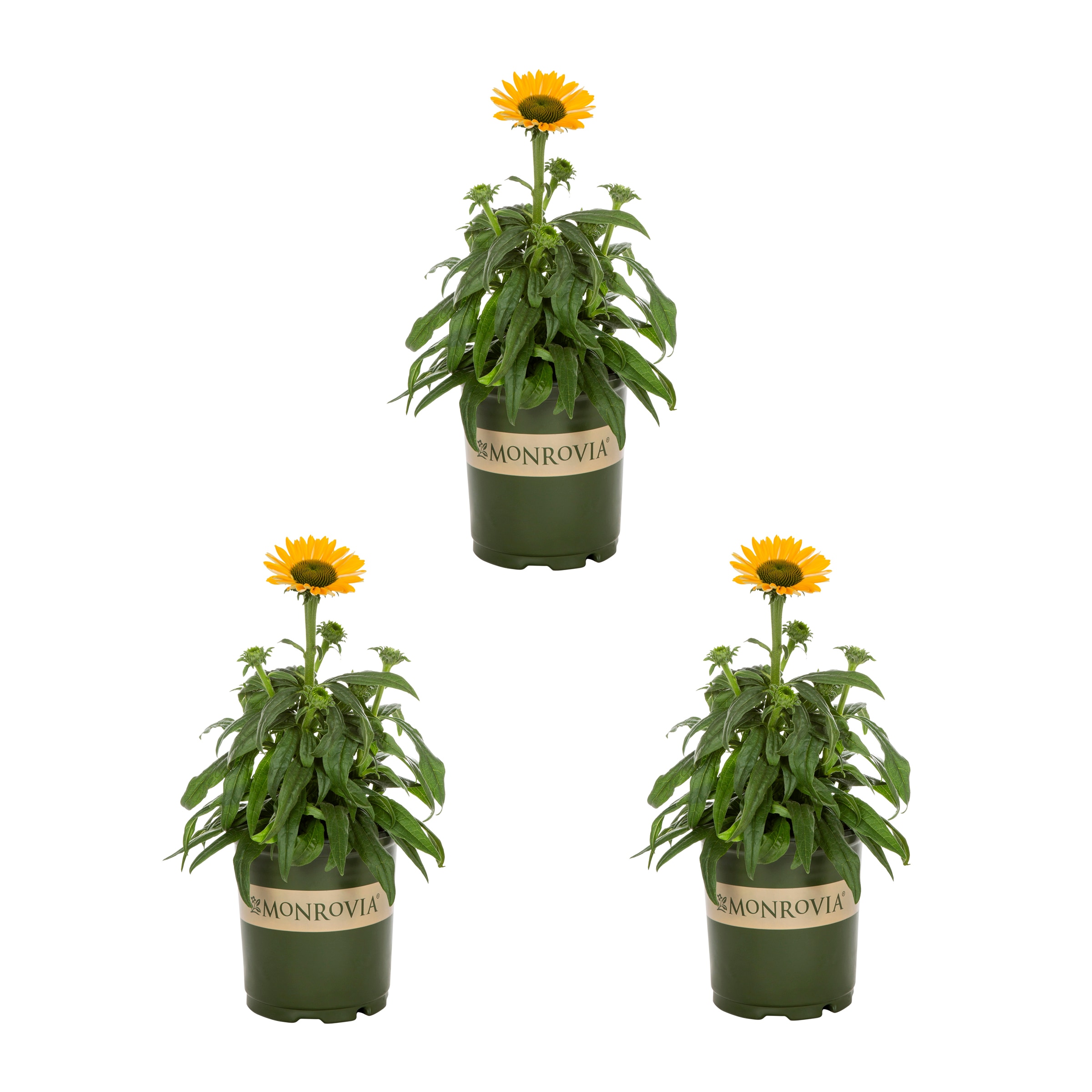 Monrovia 78644 Yellow Coneflower Plant in 2 -Quart Pot 3.0 -Pack