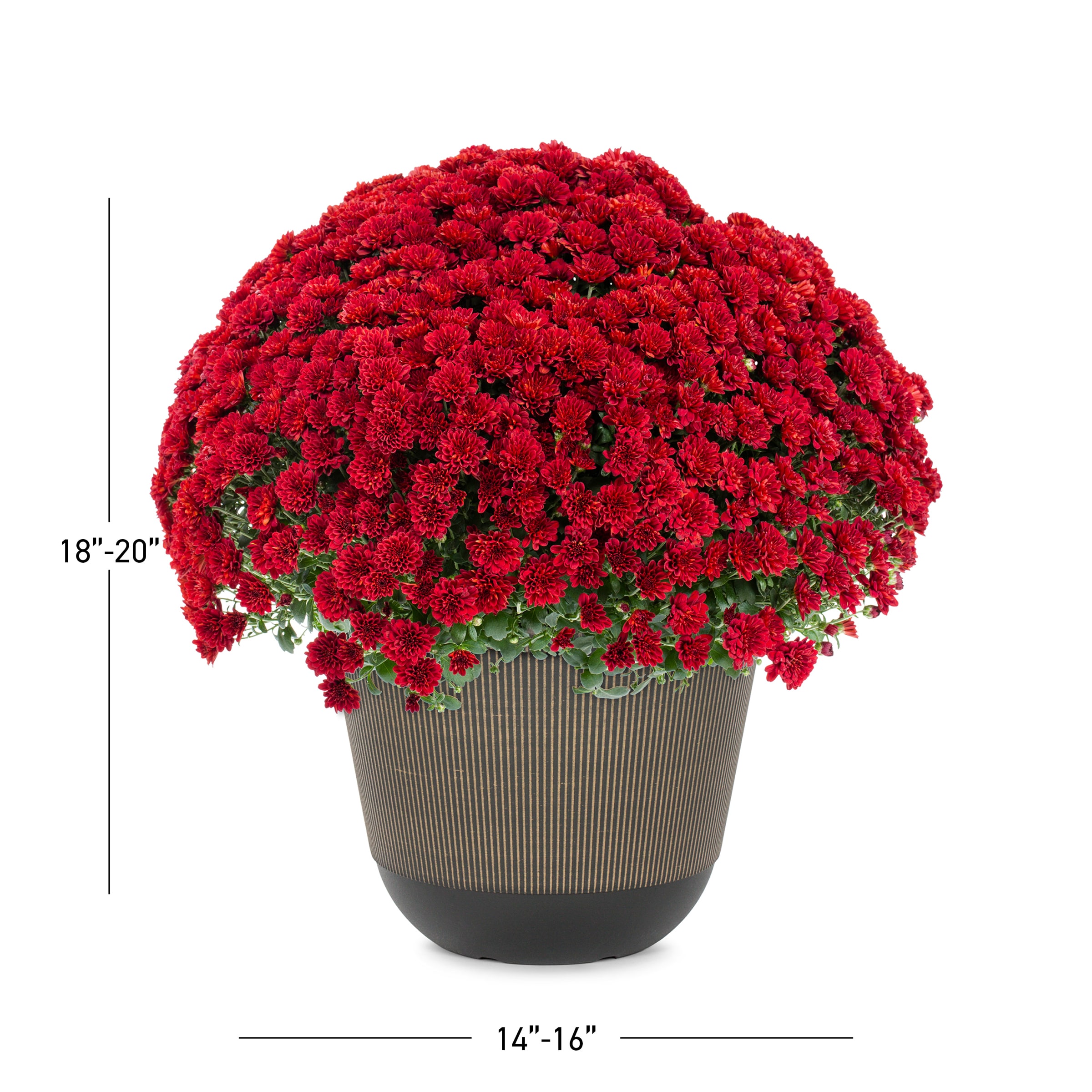 Lowe's NURSERY annuals - View #3