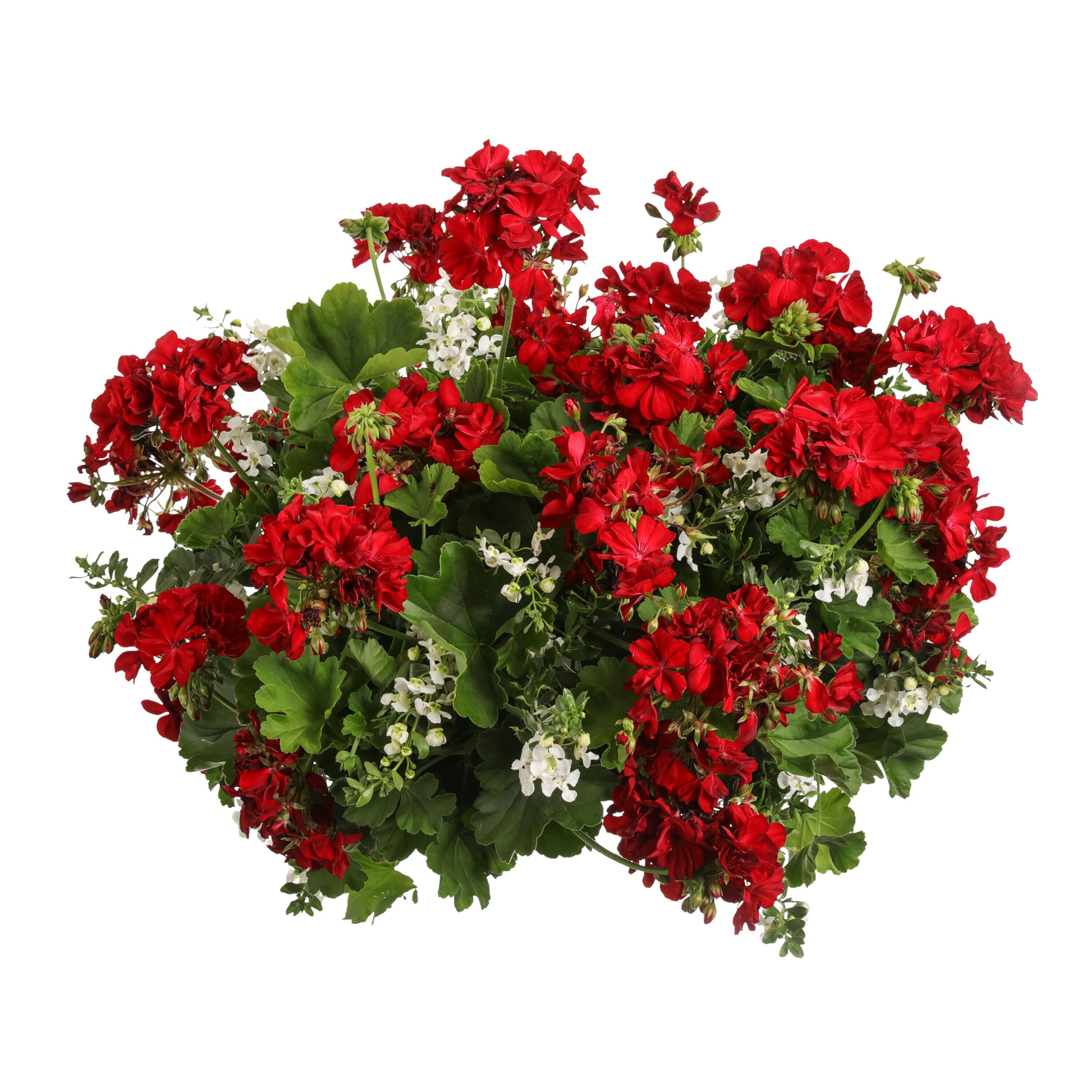 Proven Winners Red Geranium in 4.25-in Pot 4-Pack at Lowes.com