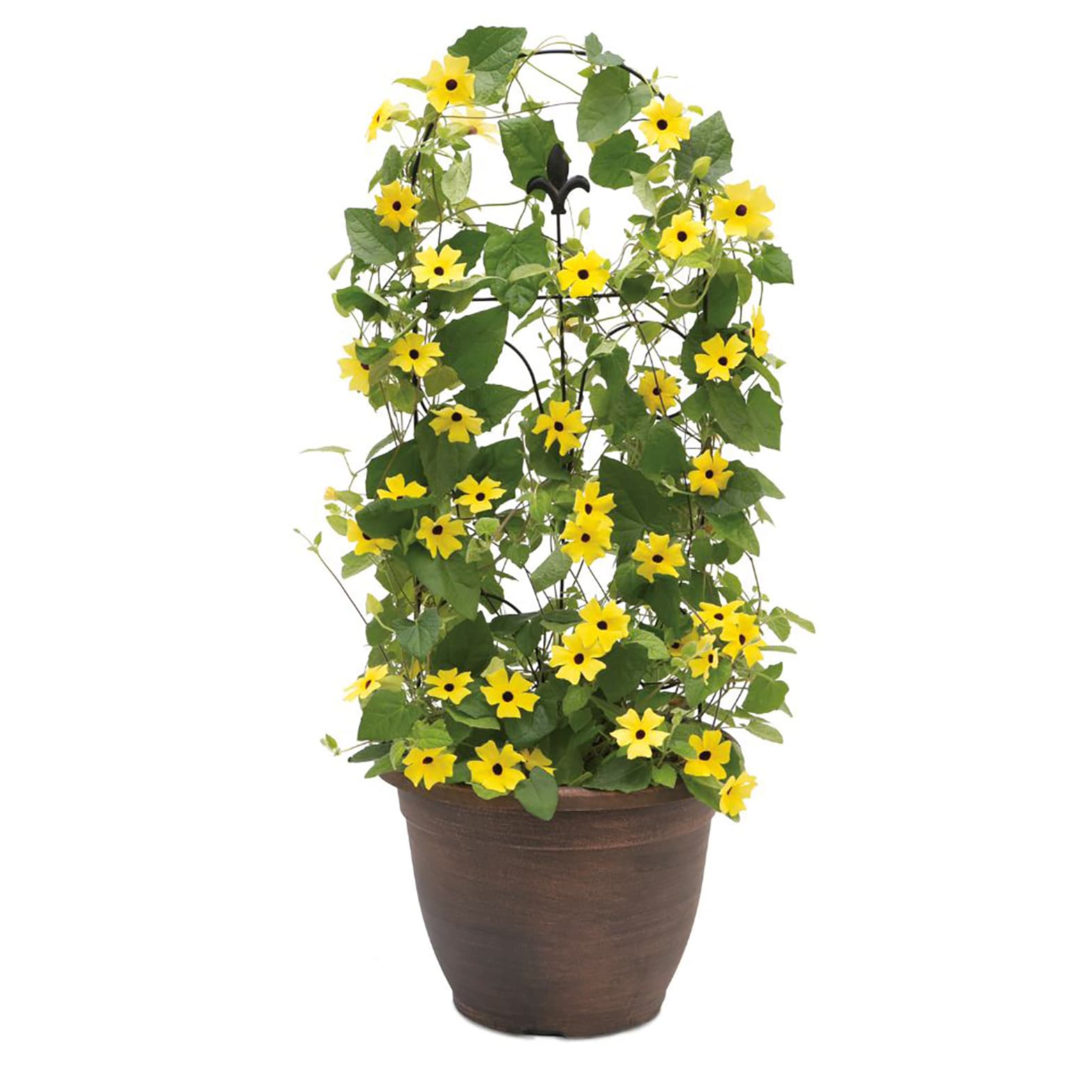 Proven Winners THUPRW0067100 annuals - View #3