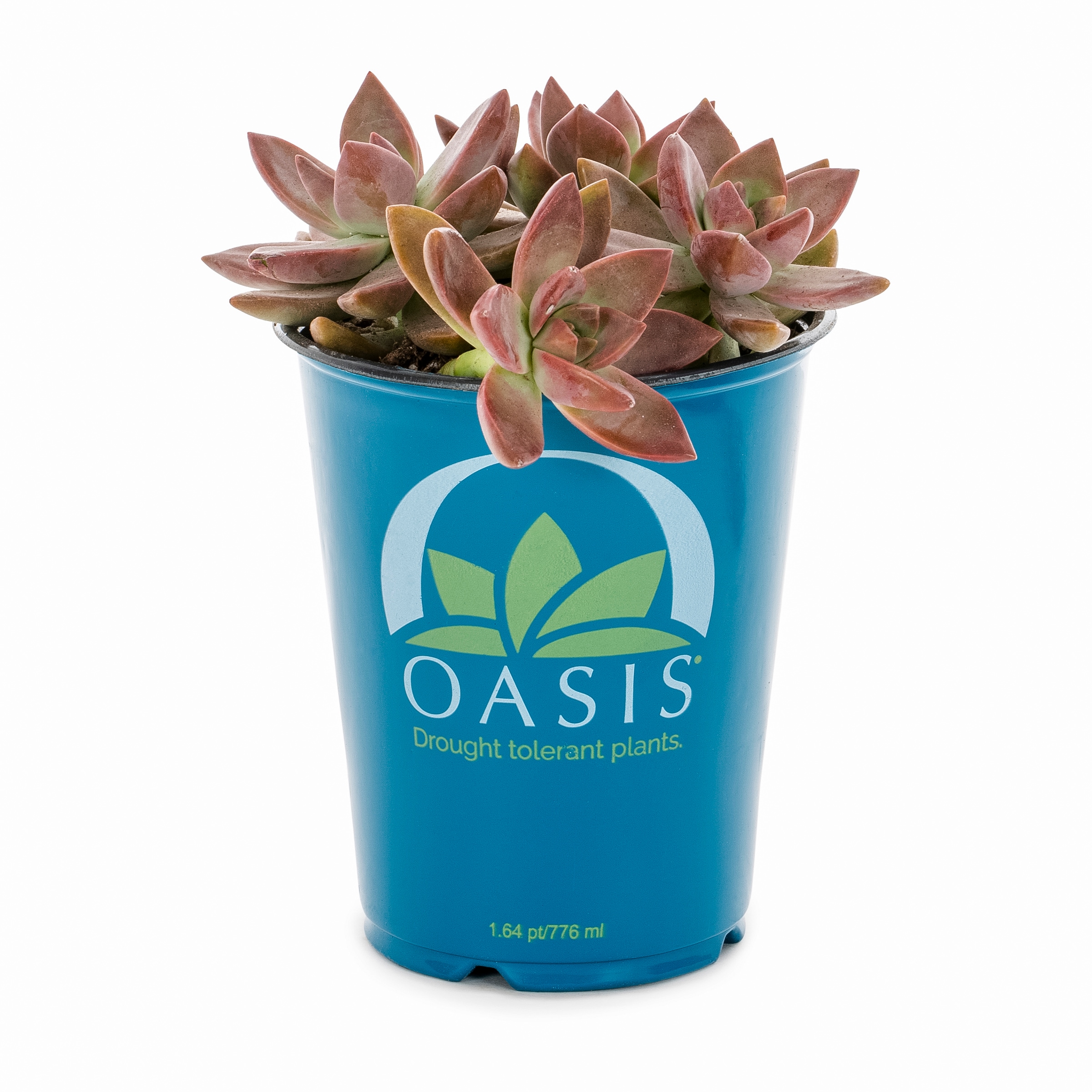 Lowe's 937381 Cacti-Succulents - View #15