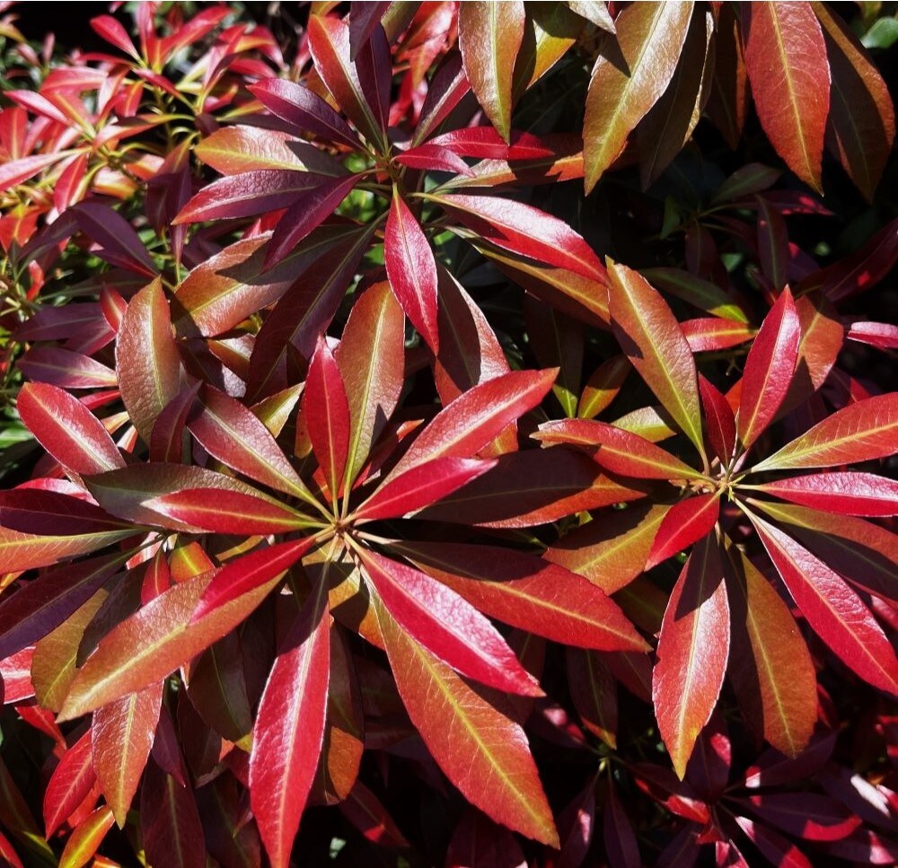  O59282M shrubs - View #3