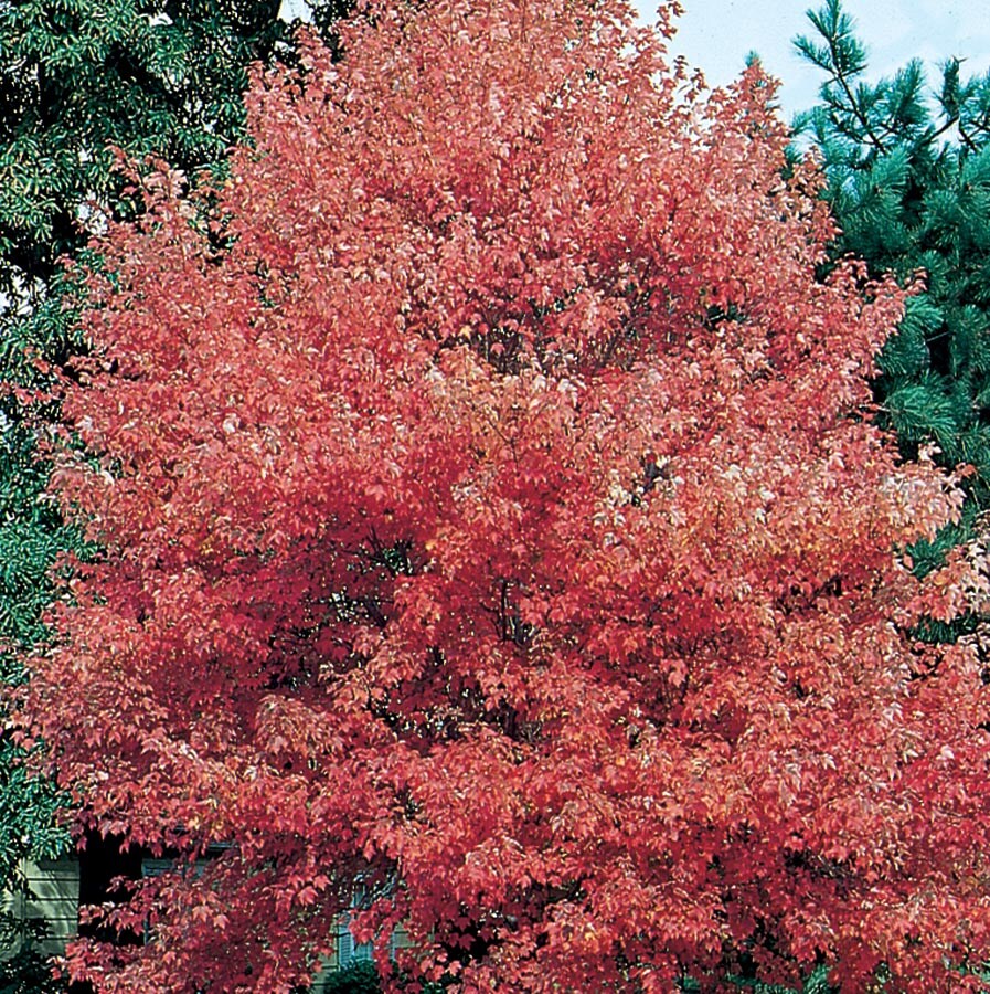  NURSERY 12.7 -Gallon Shade Autumn Flame Maple In pot (with soil)
