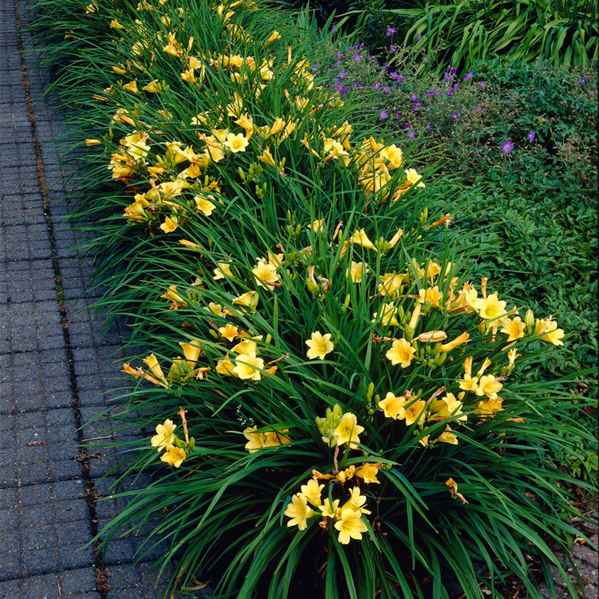 Van Zyverden 88360 Plant-Bulbs - View #5