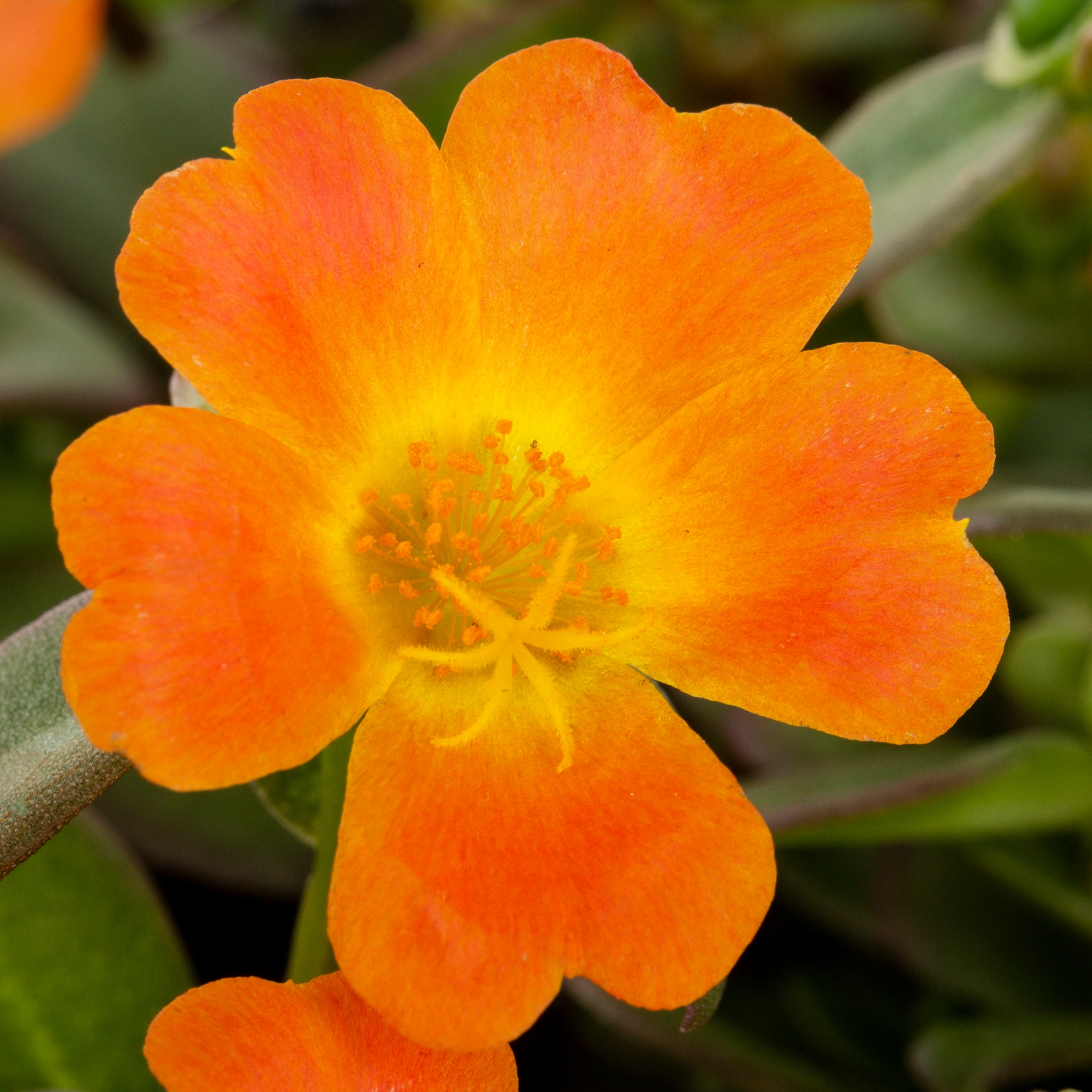Lowe's NURSERY annuals - View #2