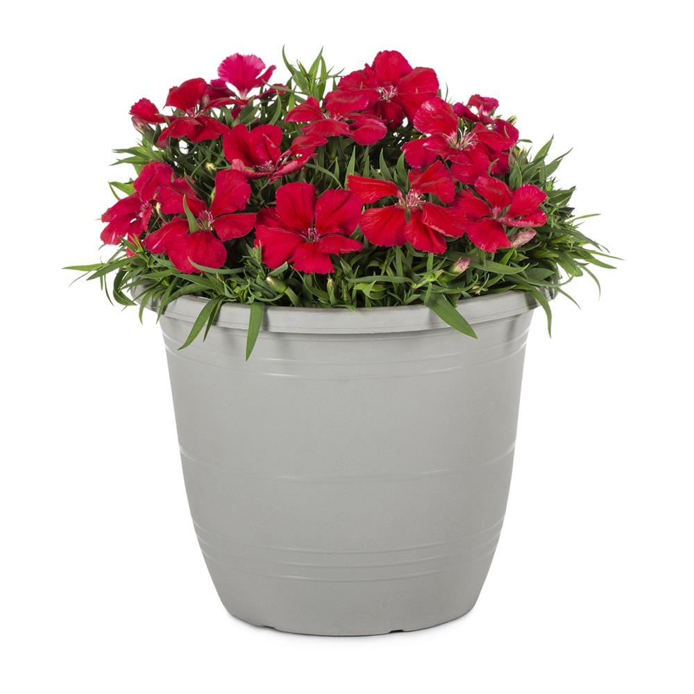 Lowe s Dianthus Perennials At Lowes lowe-s-dianthus-perennials-at-lowes