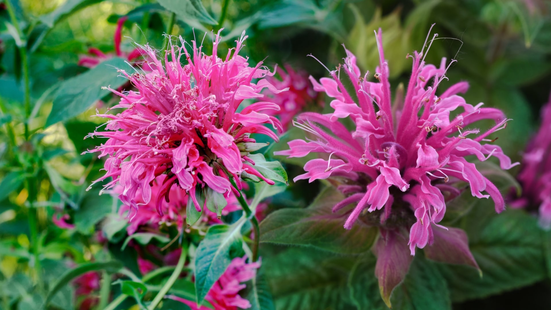 National Plant Network LW1582 perennials - View #2