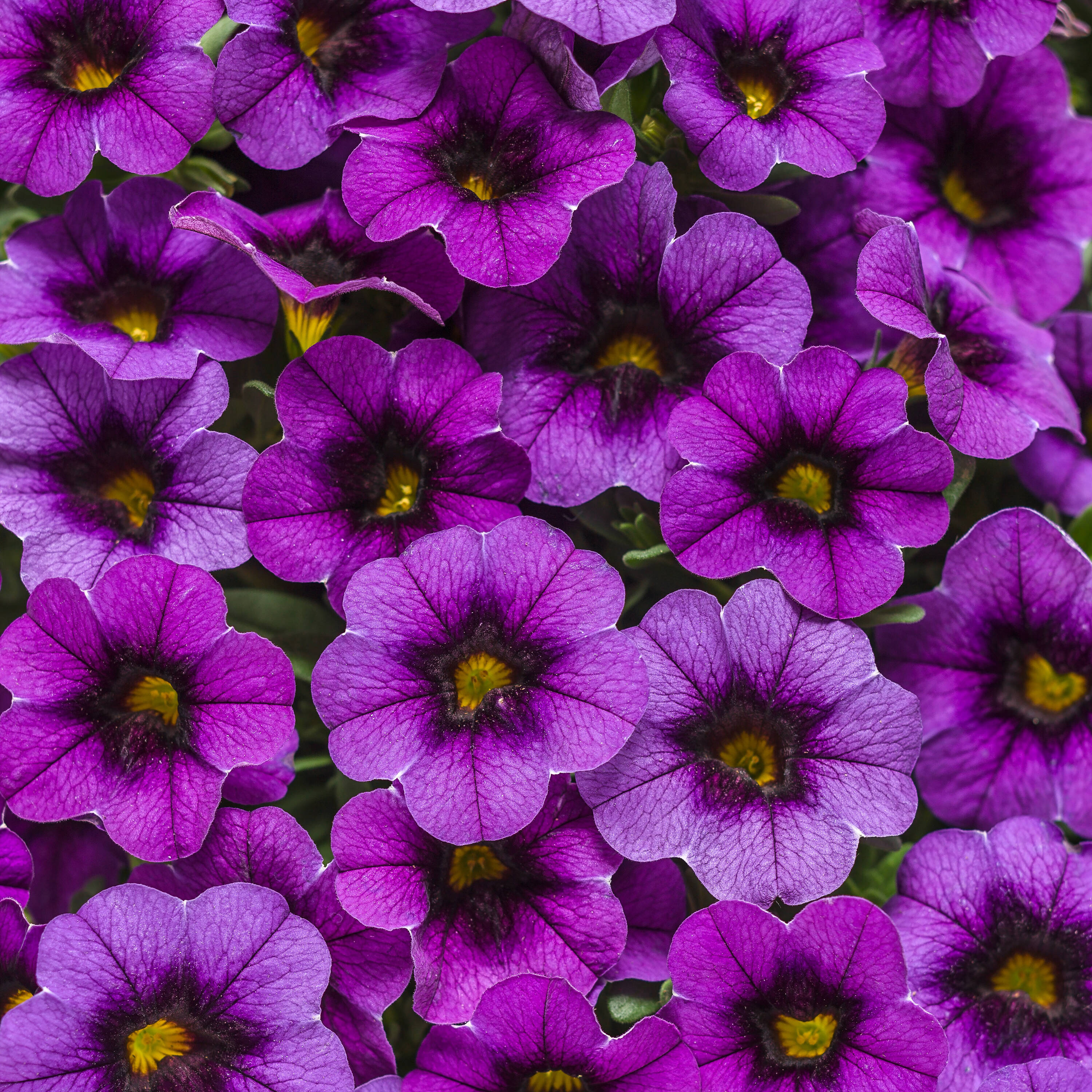 Proven Winners BELPRW3067504 Purple Superbells Grape Punch (Calibrachoa) in 4.25-in Pot 4-Pack