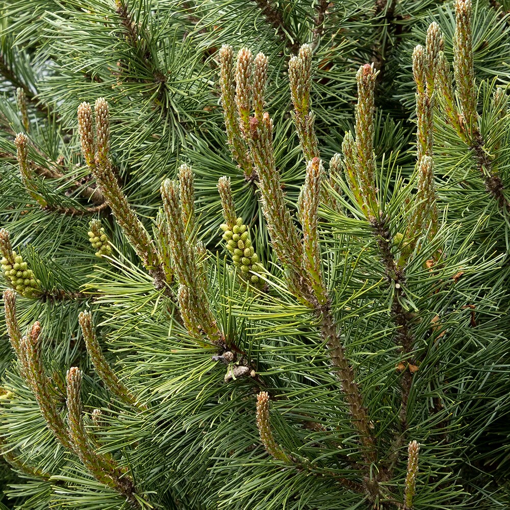 Monrovia KT10505117000200000 shrubs - View #2