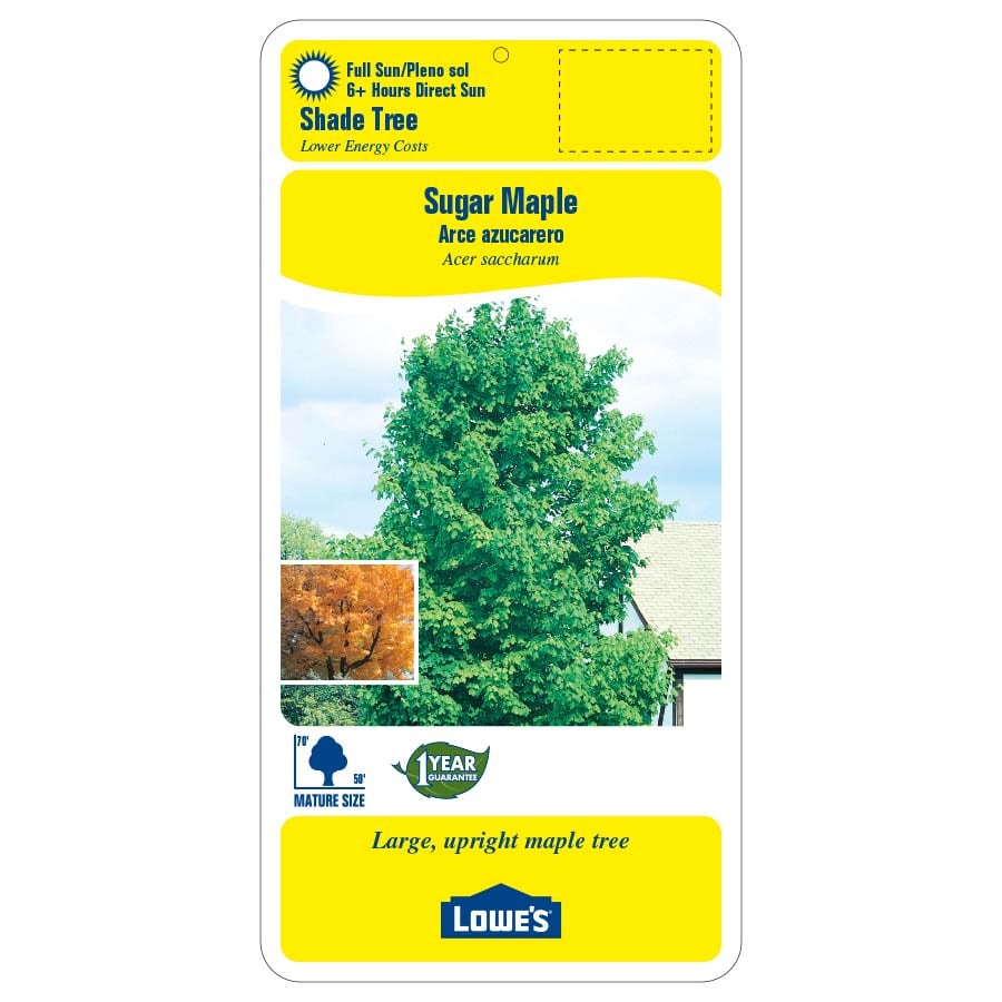 Shade Sugar Maple In Pot (With Soil) in the Trees department at Lowes.com