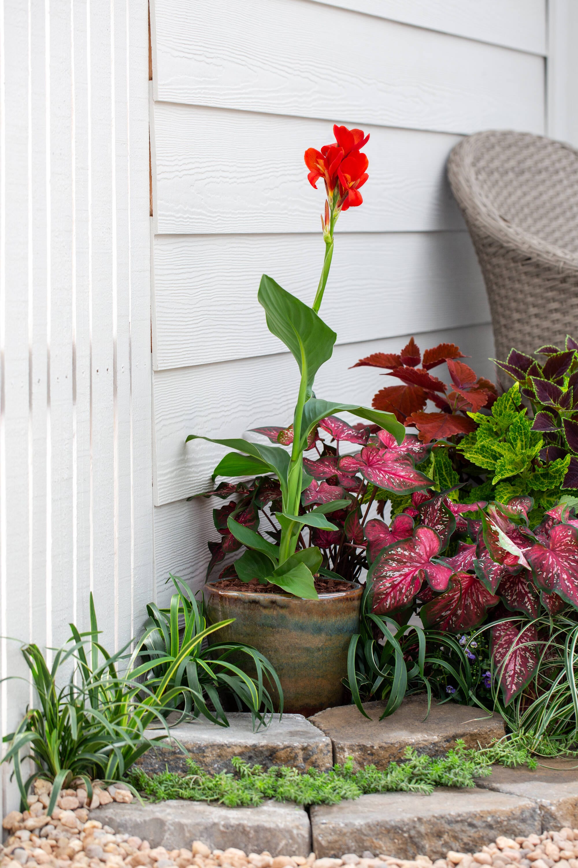 Monrovia 79152 annuals - View #4