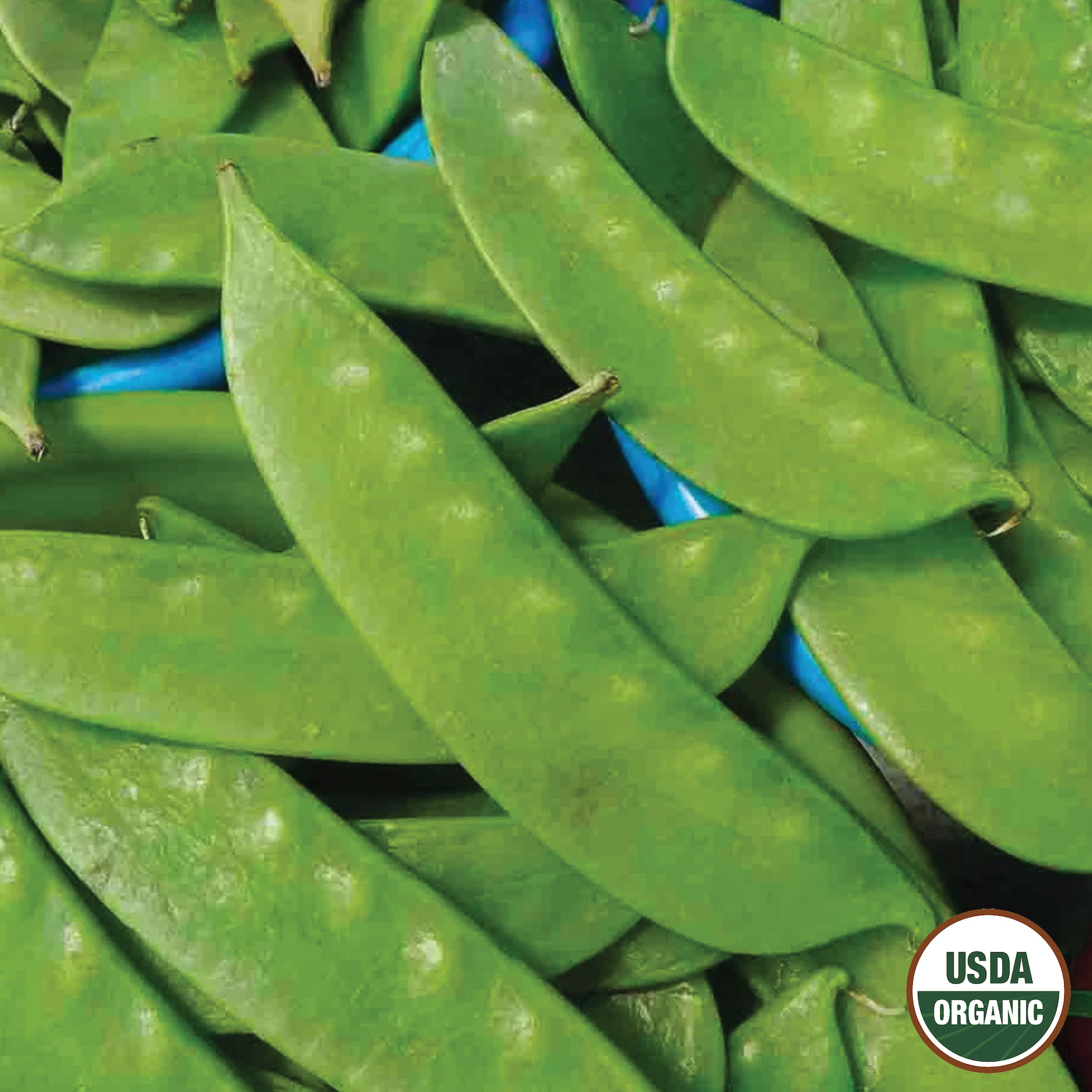 Ferry-Morse LC25.0902 Vegetable-Herb-Seeds - View #3