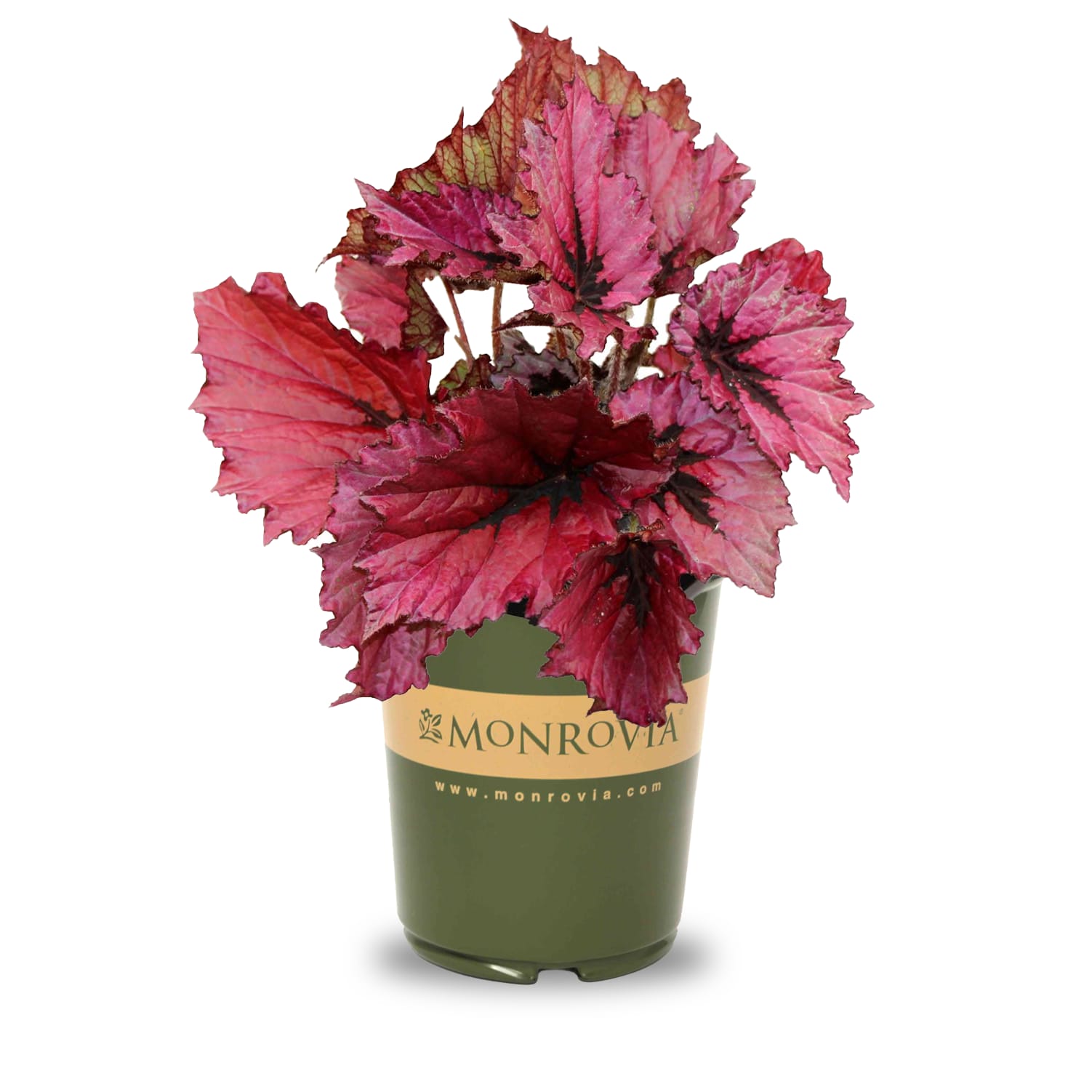 Monrovia 44314000100000 Multicolor T Rex Ruby Slippers Begonia in 2.6 Quart(s) Pot 1 -Pack