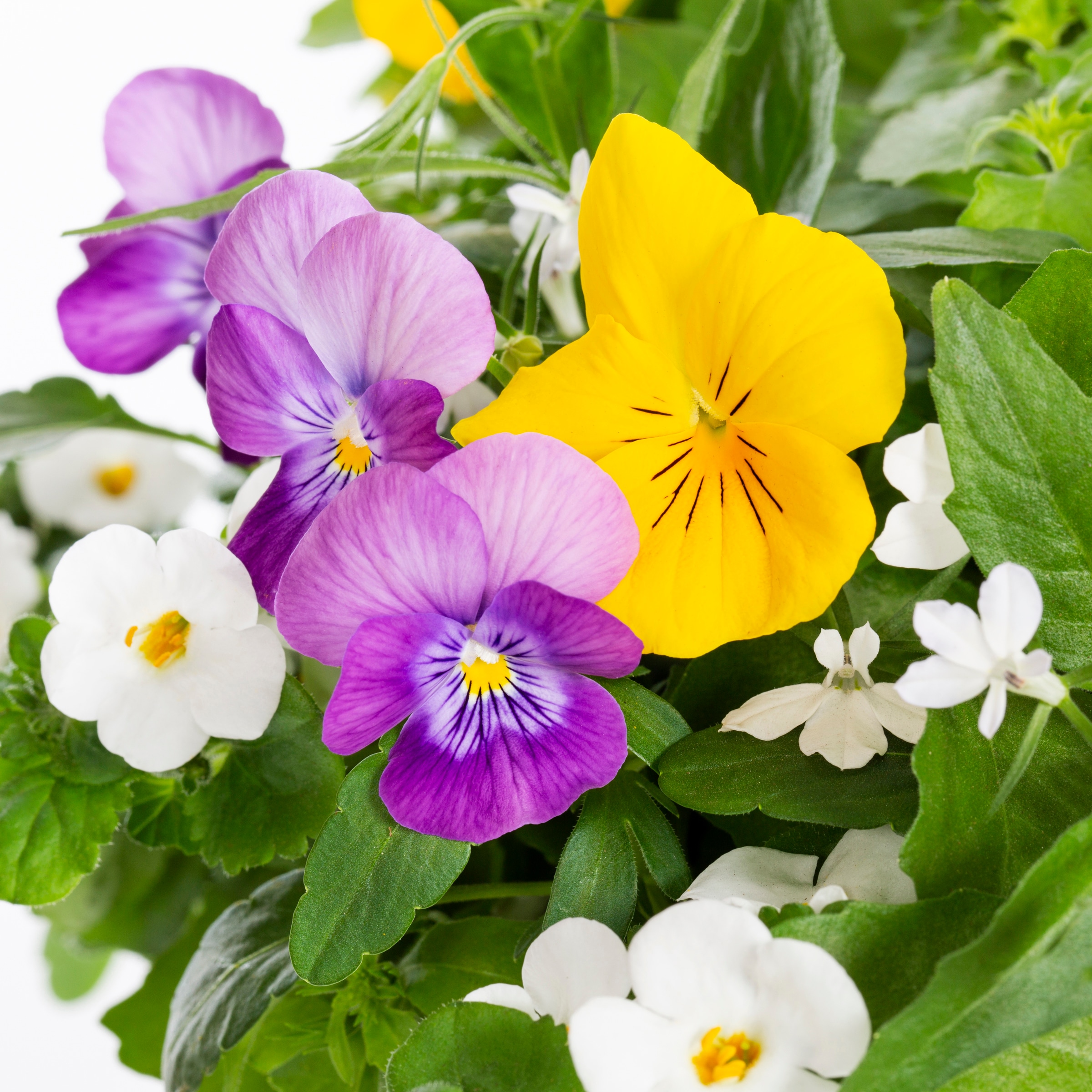Ready Refill NURSERY annuals - View #2