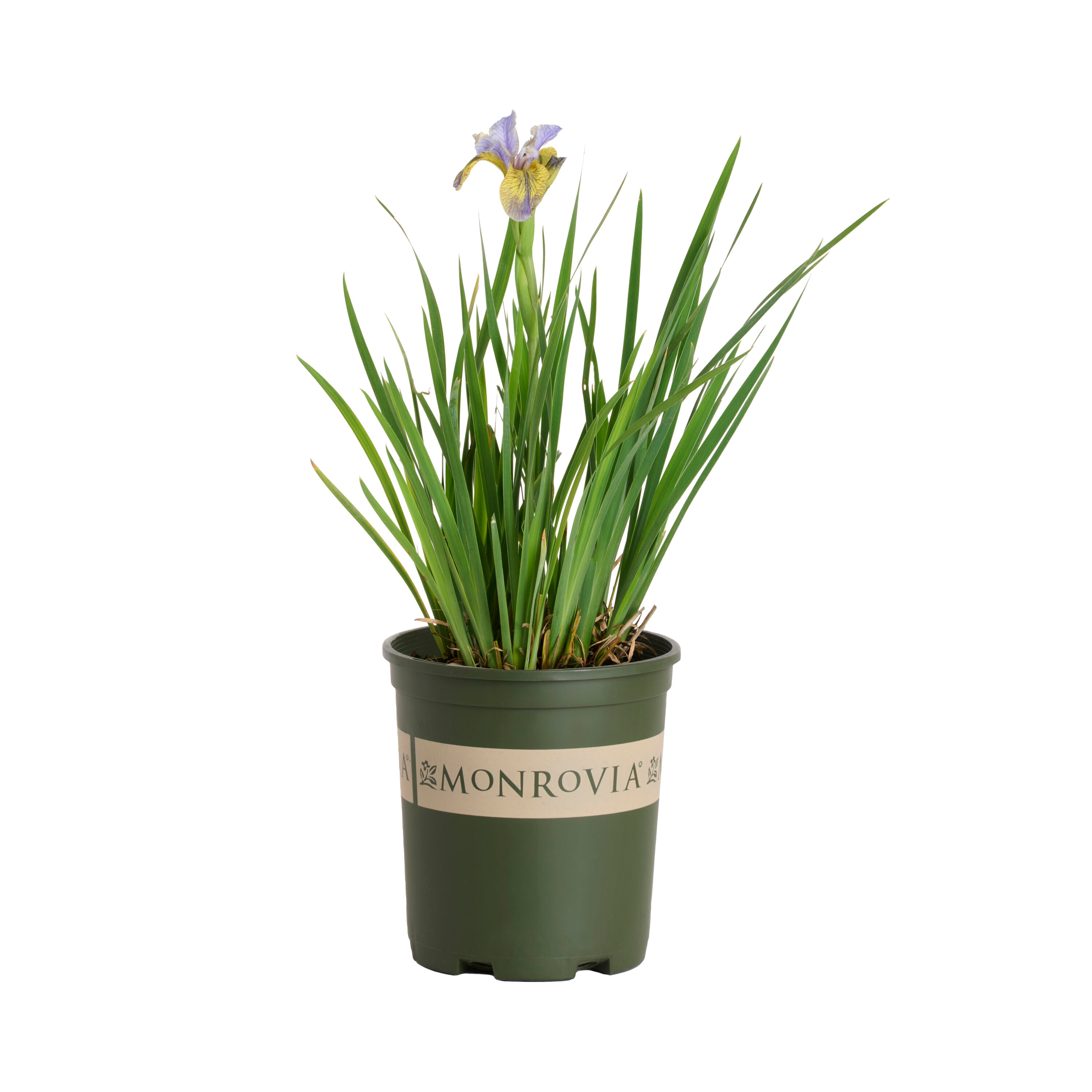 Monrovia - 2.6 -Quart Multicolor Iris Peacock Tipped in Blue Siberian 1 -Pack - Low Maintenance