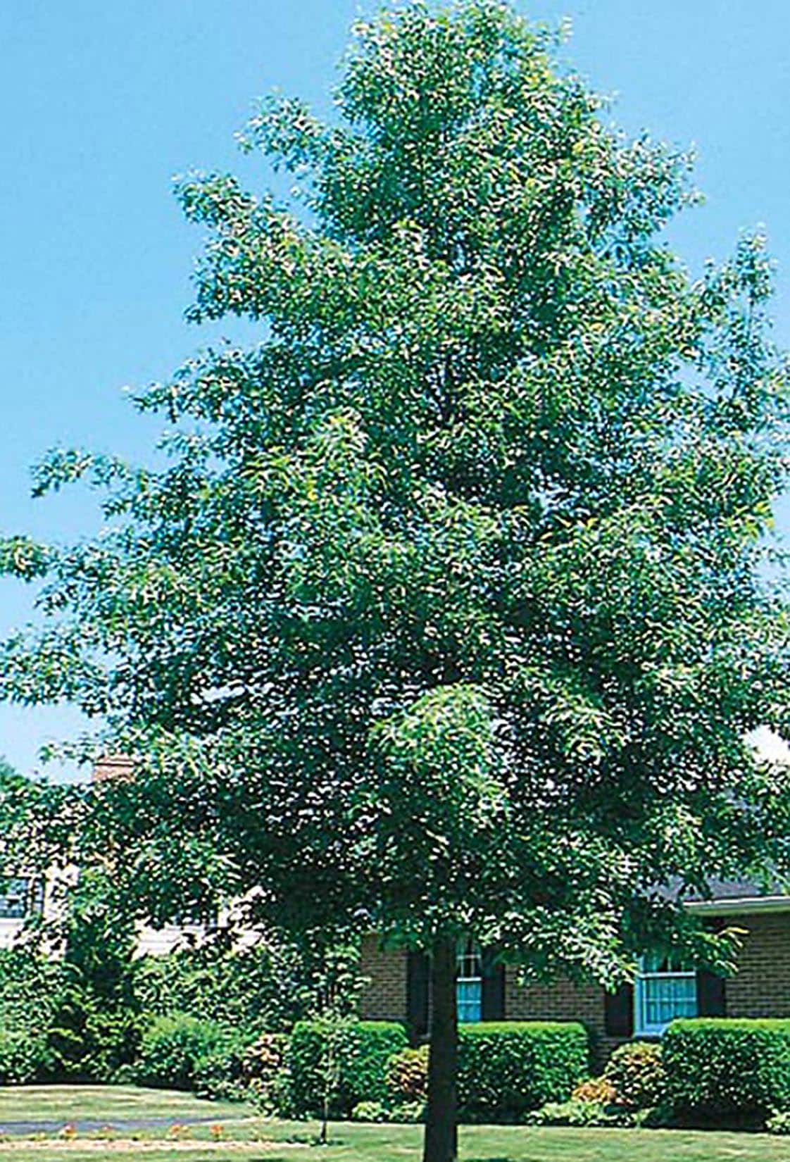 Lowe's NURSERY 10.25-Gallons Shade Pin Oak In Pot (With Soil)