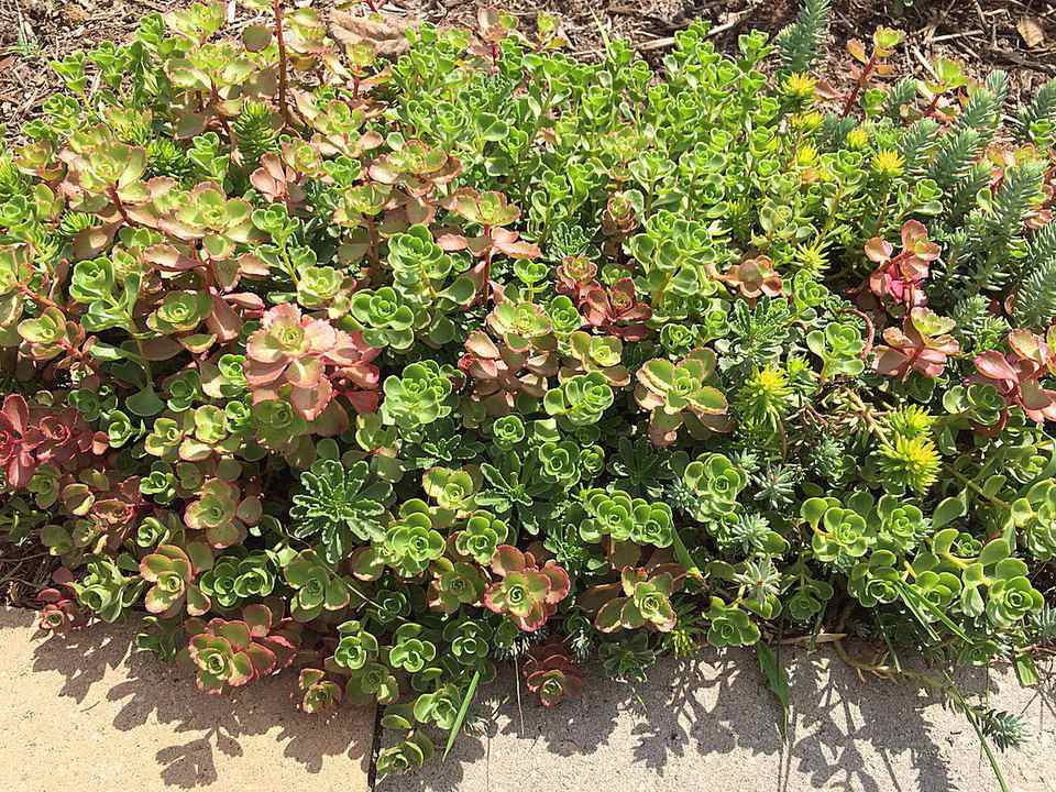 1022 perennials - View #2