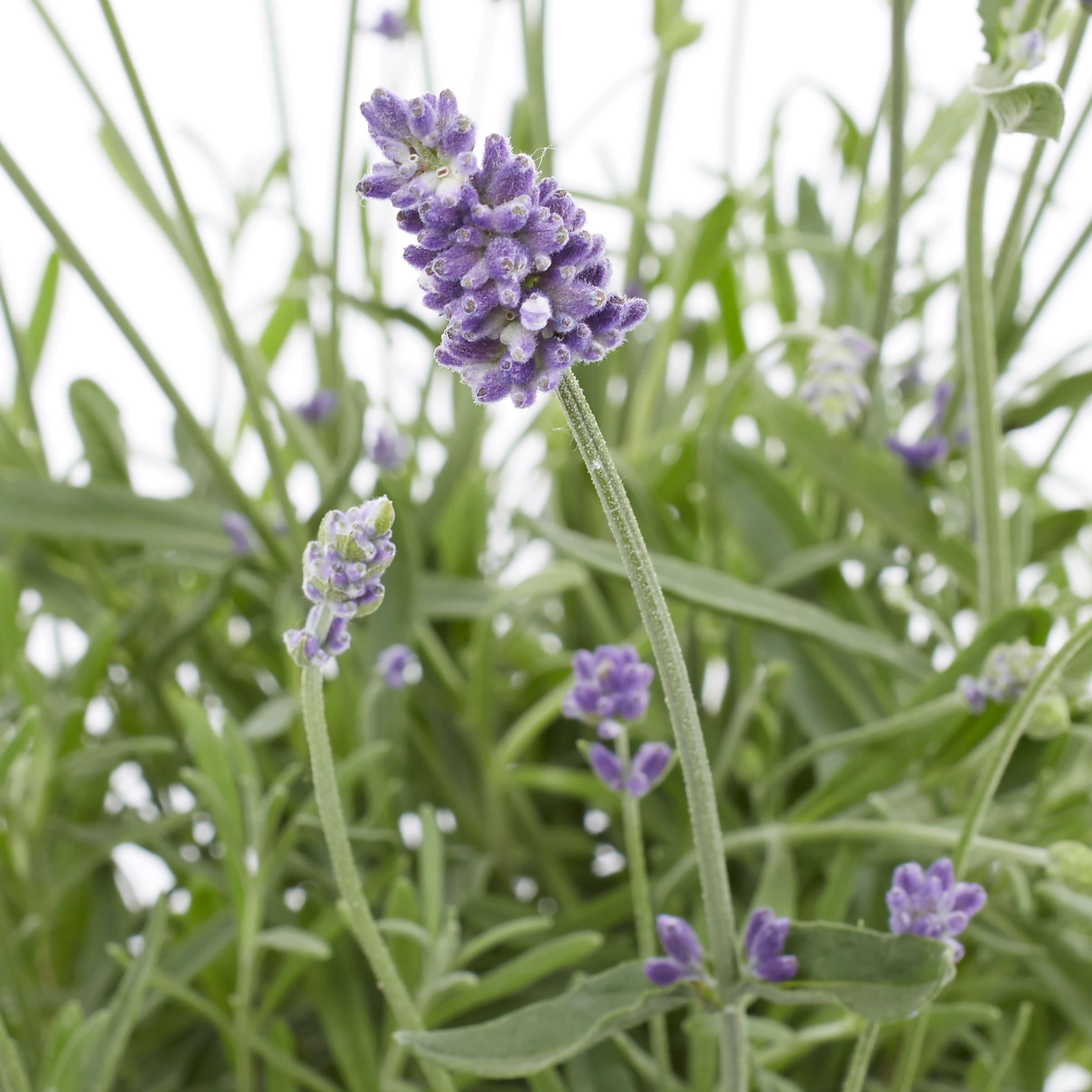 Lowe's 418397 perennials - View #3