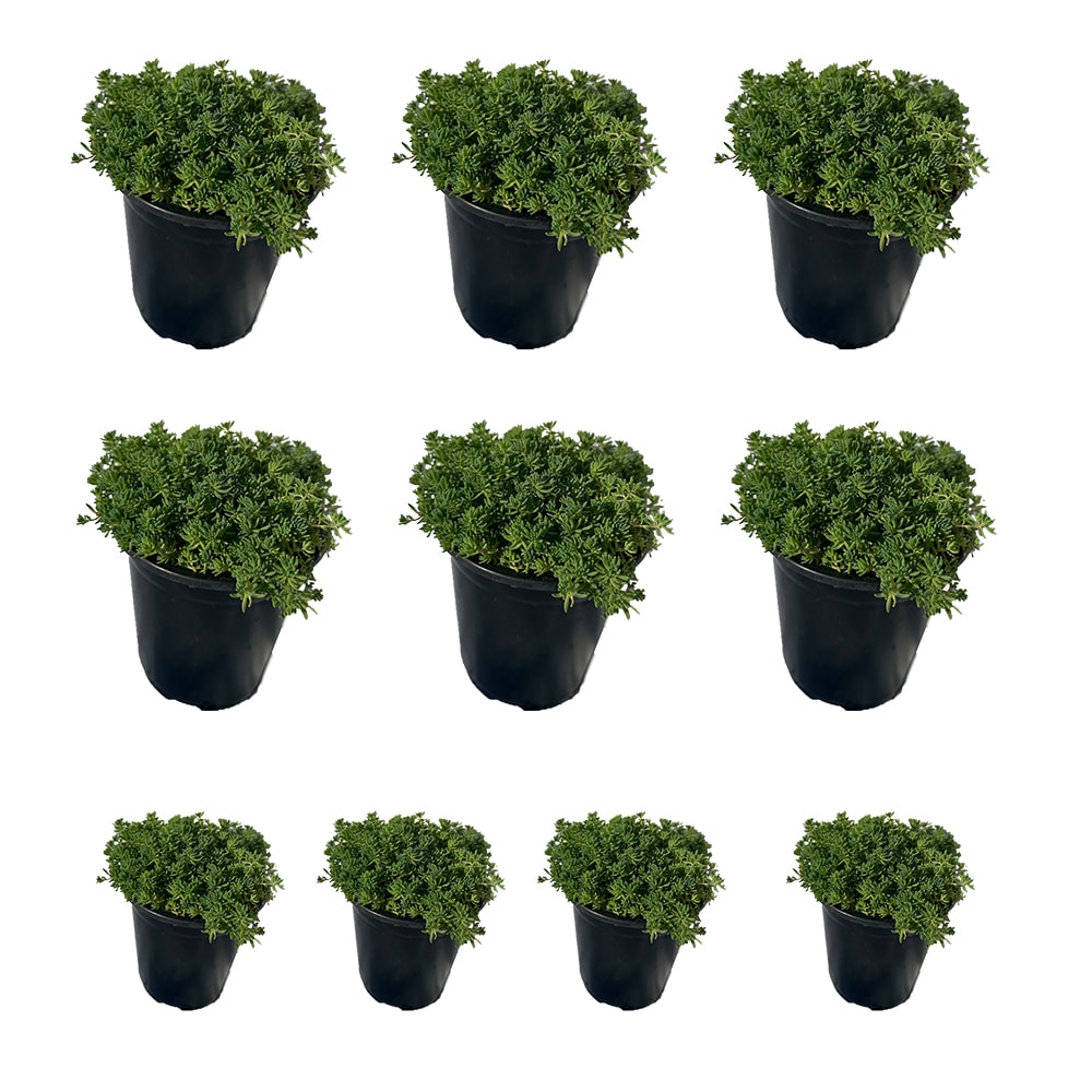 Runesay HBPLANT-04 White Sedum Blue Carpet House plant in 10 Pack Pot 1 -Pack