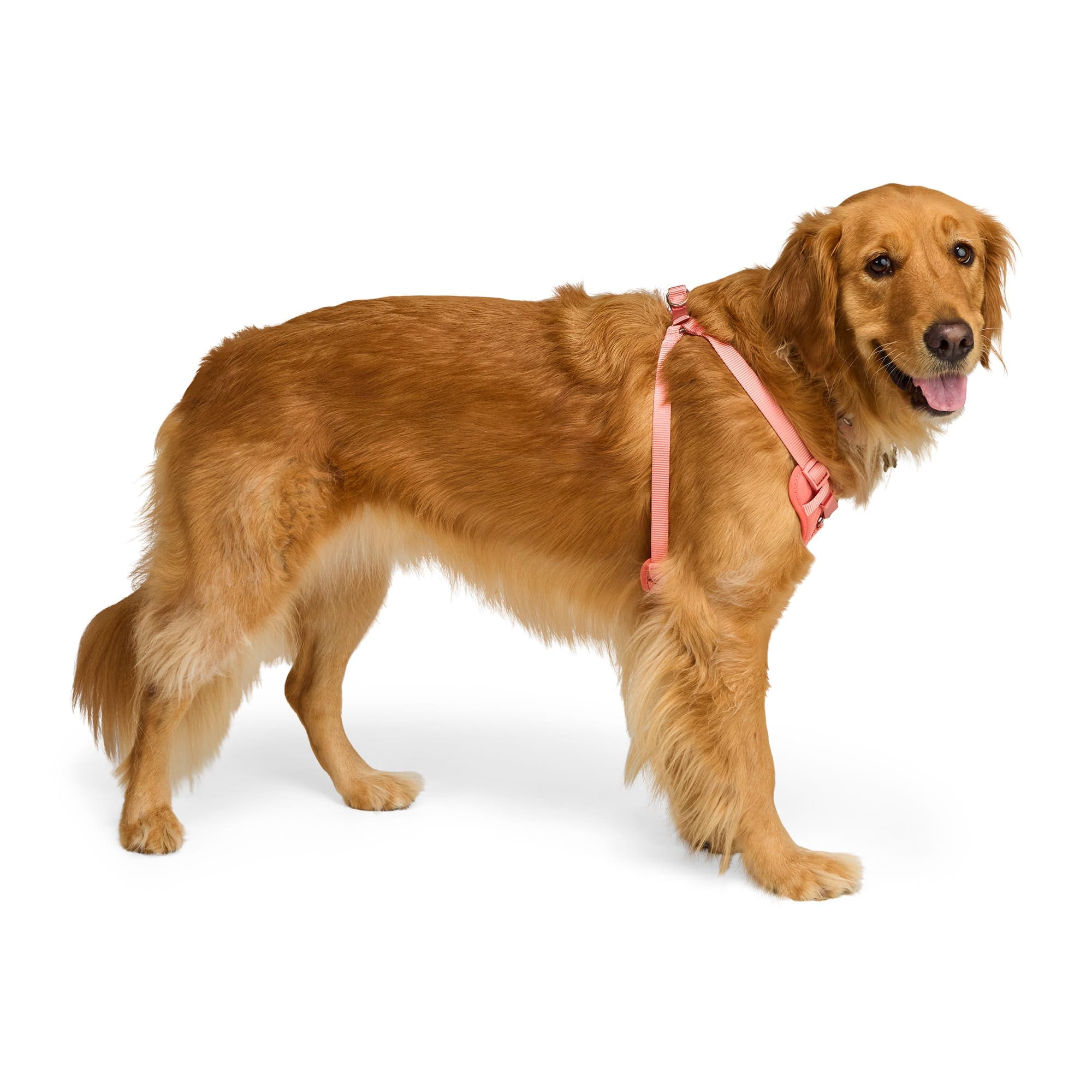 EveryYay 3871039 Dog-Collars-Harnesses - View #2