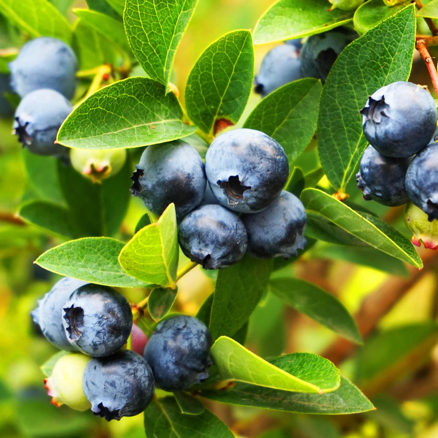 Flowerwood 56763FL-1 Tifblue Blueberry Accent Shrub in 2.5 -Gallon Pot 1 -Pack