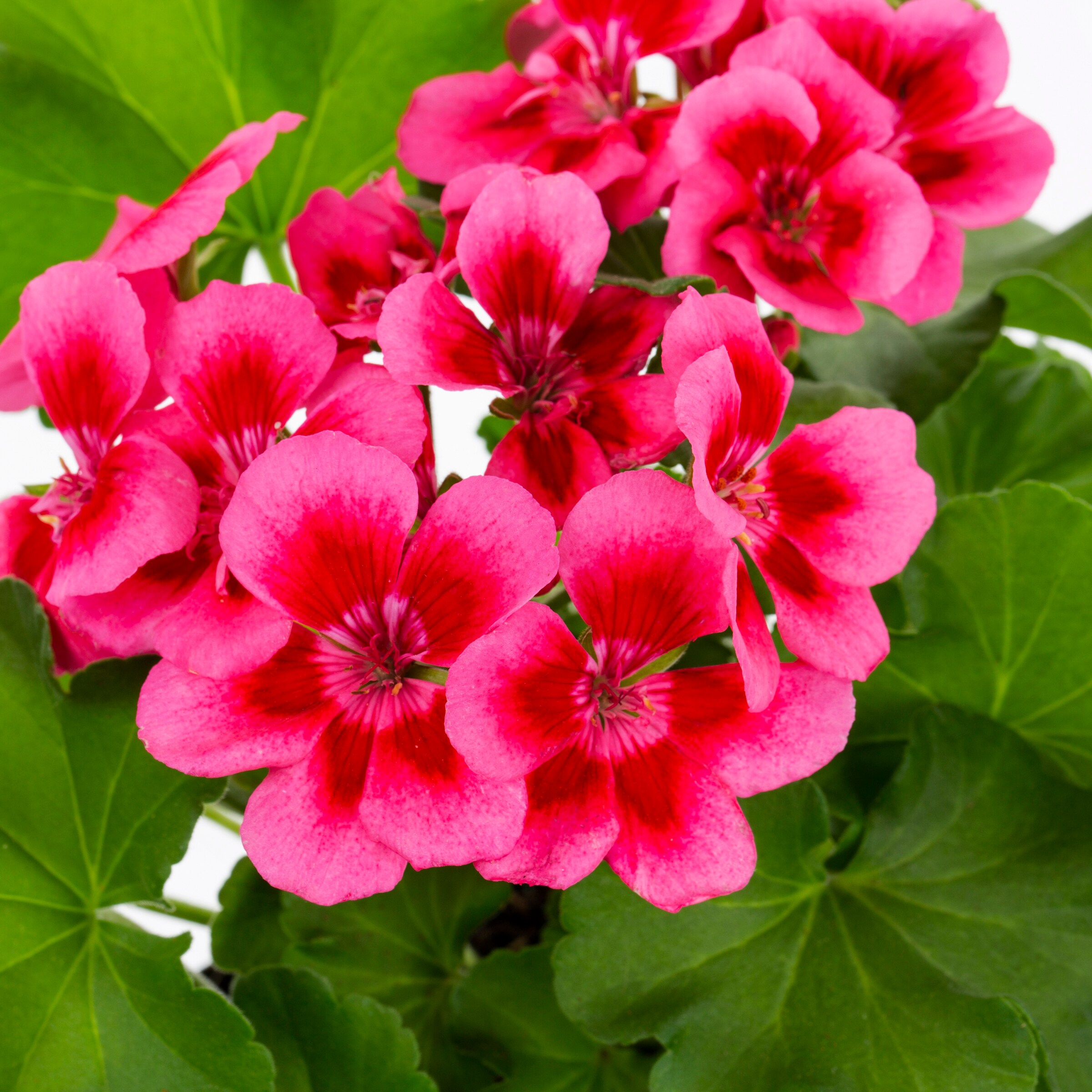 Lowe's 374797 annuals - View #2
