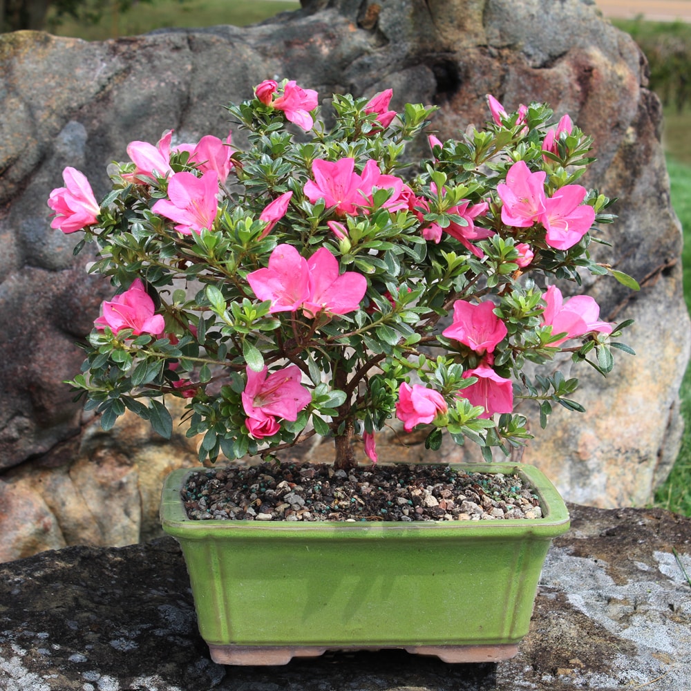 Brussel's Bonsai DT6016AZ trees - View #4