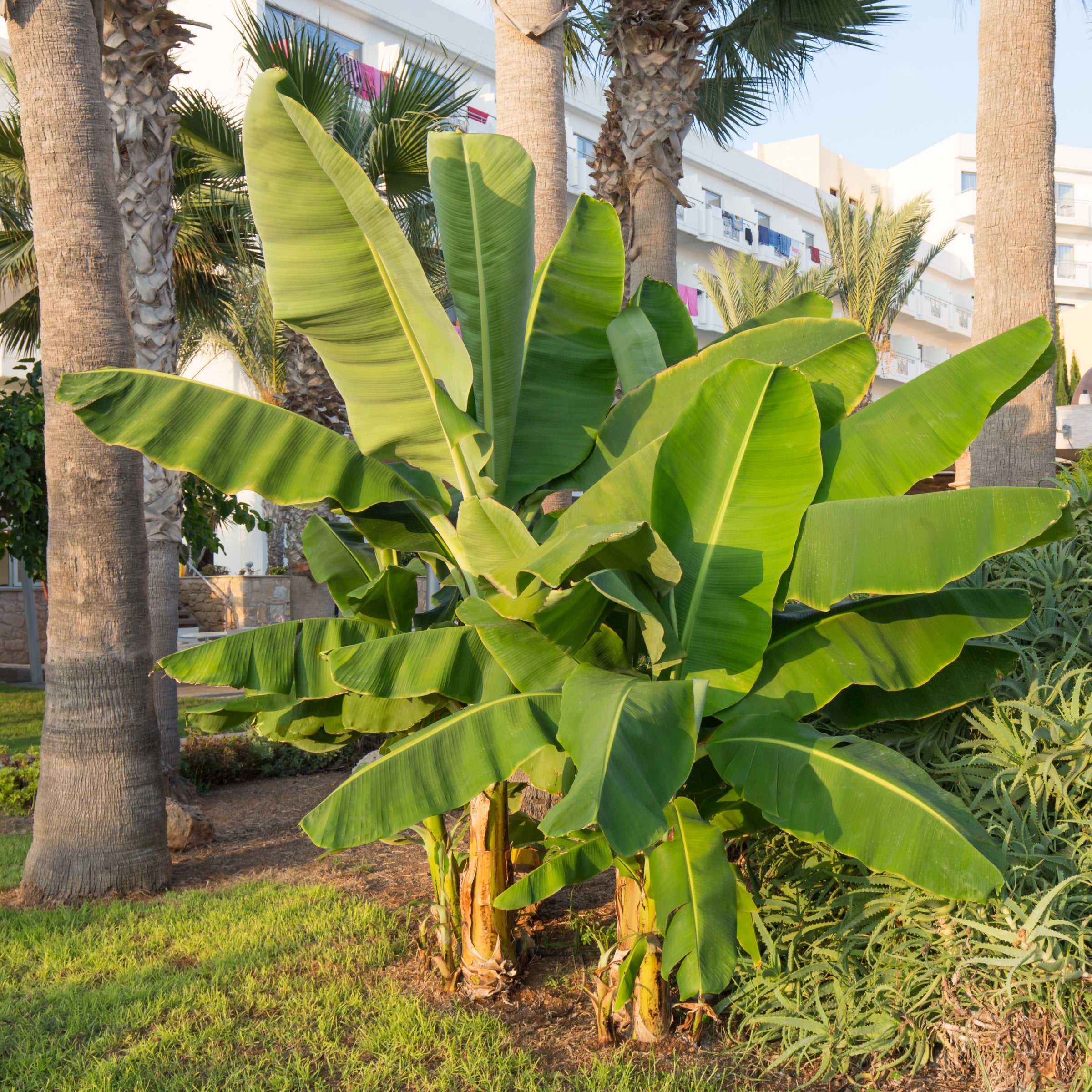 National Plant Network LW1900 Banana Dwarf Cavendish Plant in 1 -Gallon Pot 1 -Pack