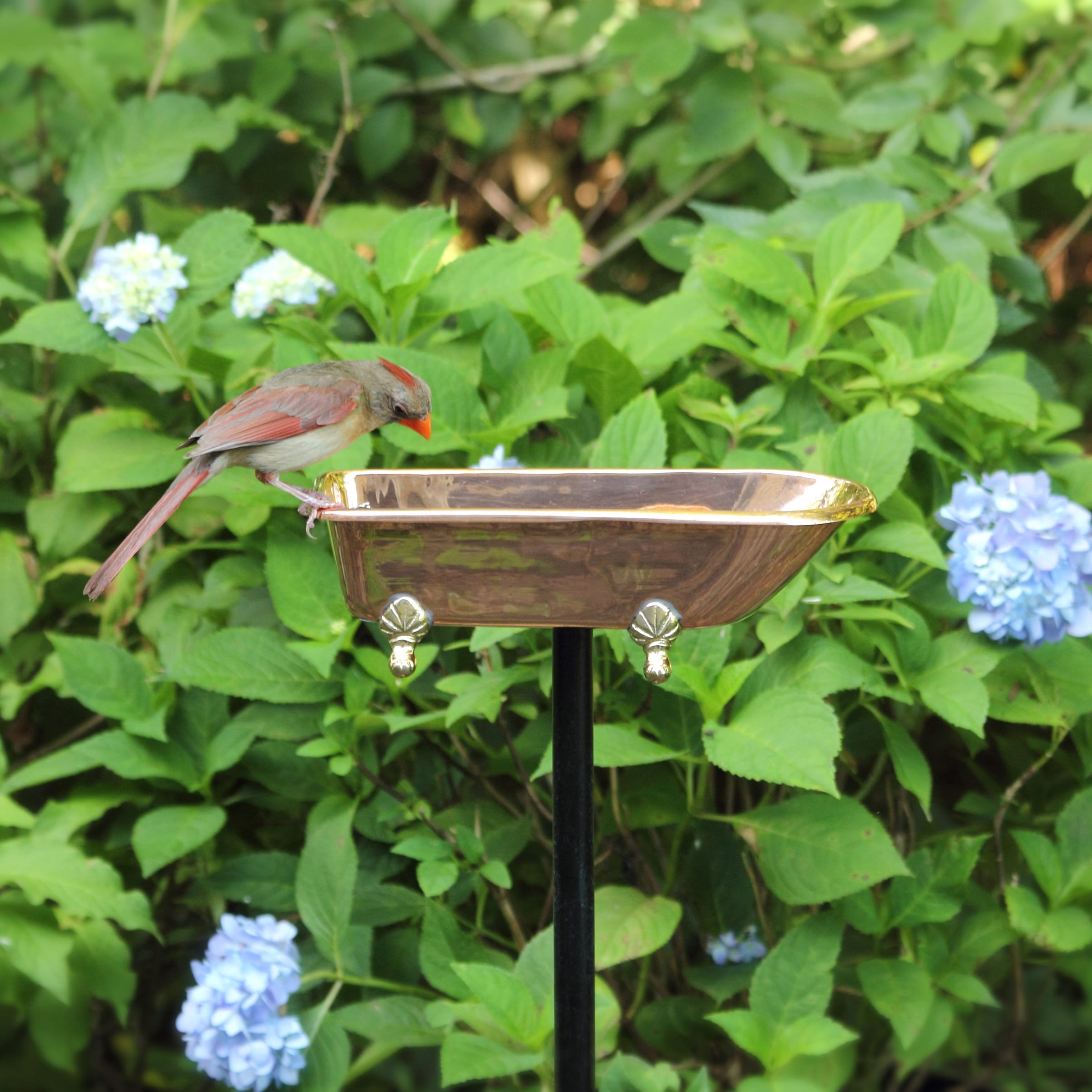 Good Directions TBBP birdbaths - View #5
