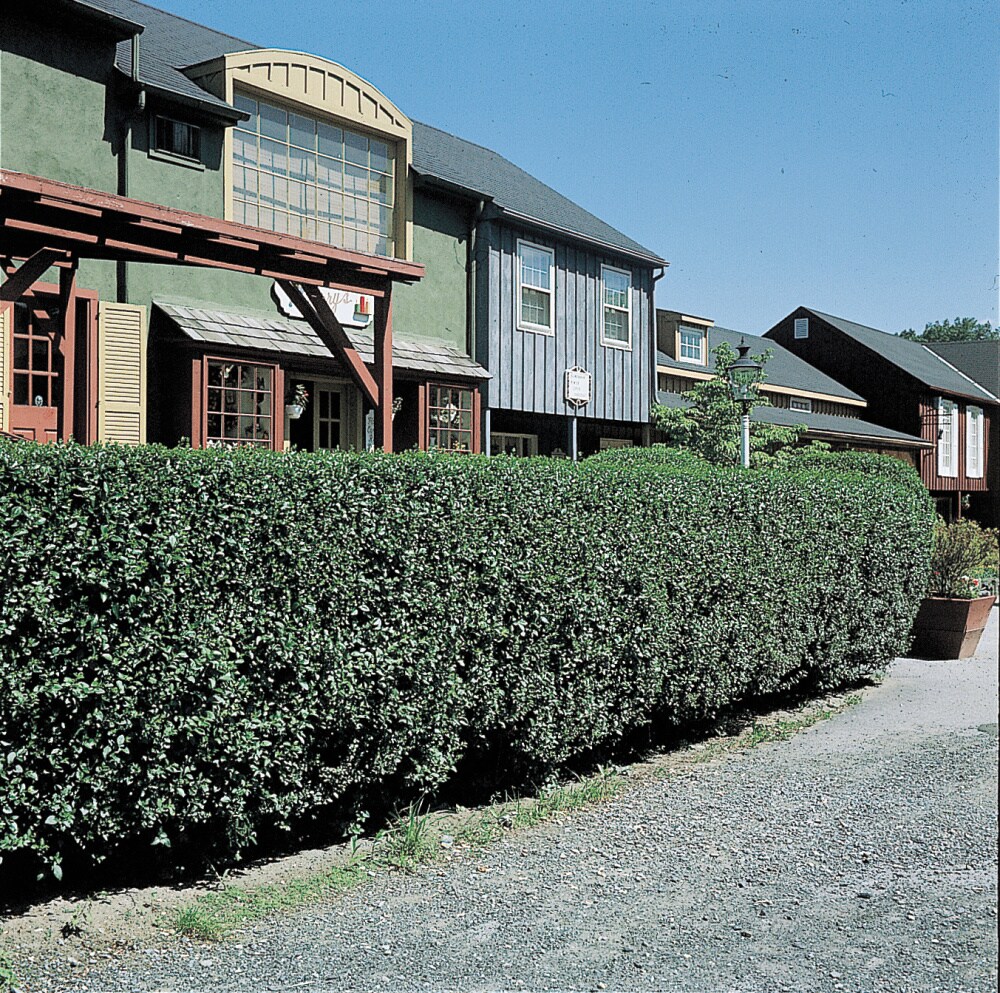 Spring Hill Nurseries 73427 shrubs - View #2