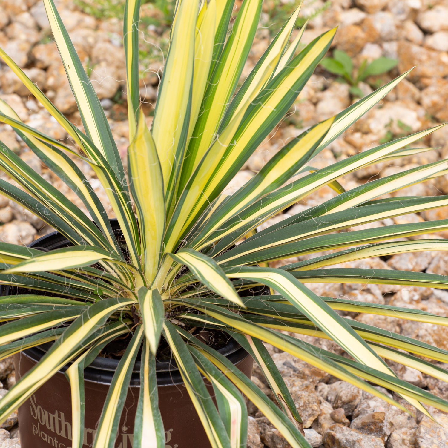 Southern Living Plant Collection 58382SL-1 shrubs - View #7