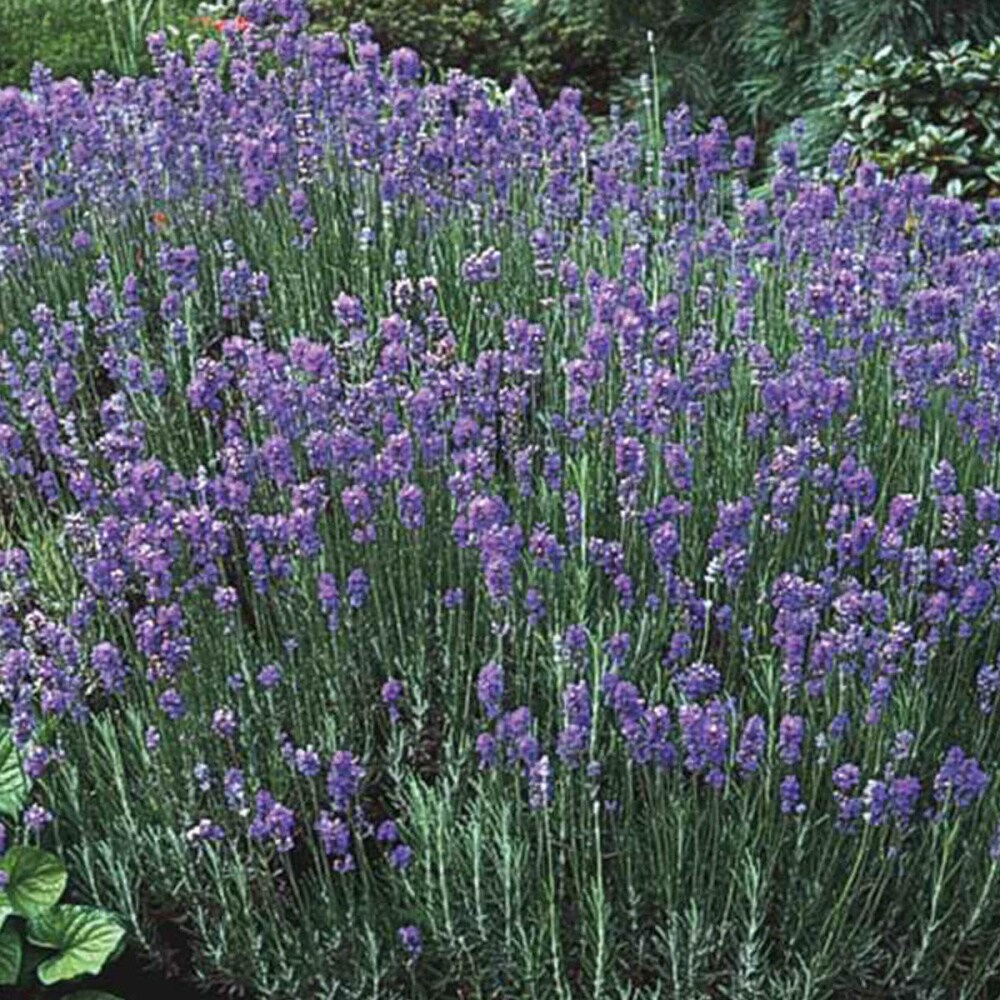 Lavender Perennials at