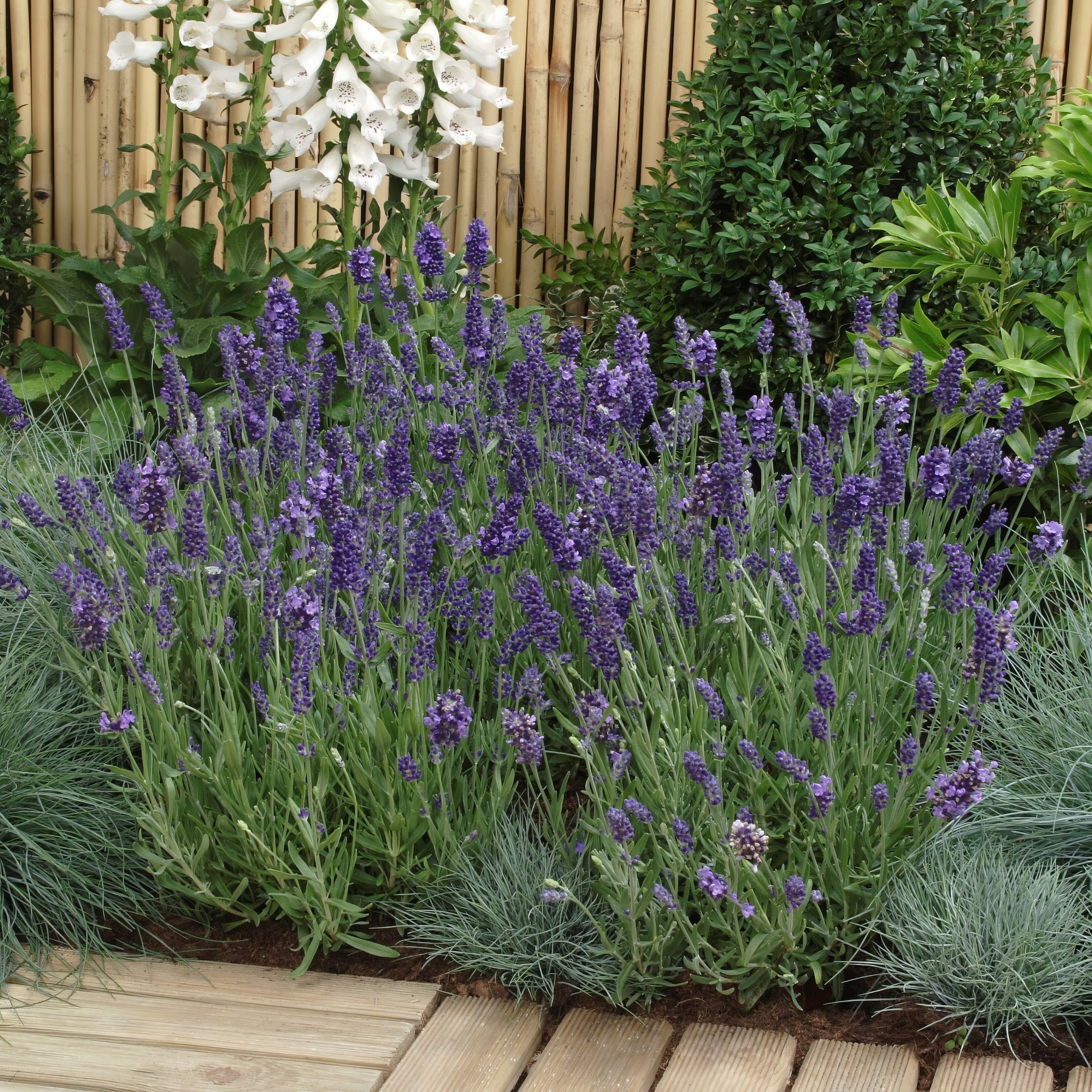 National Plant Network LW2582 annuals - View #10