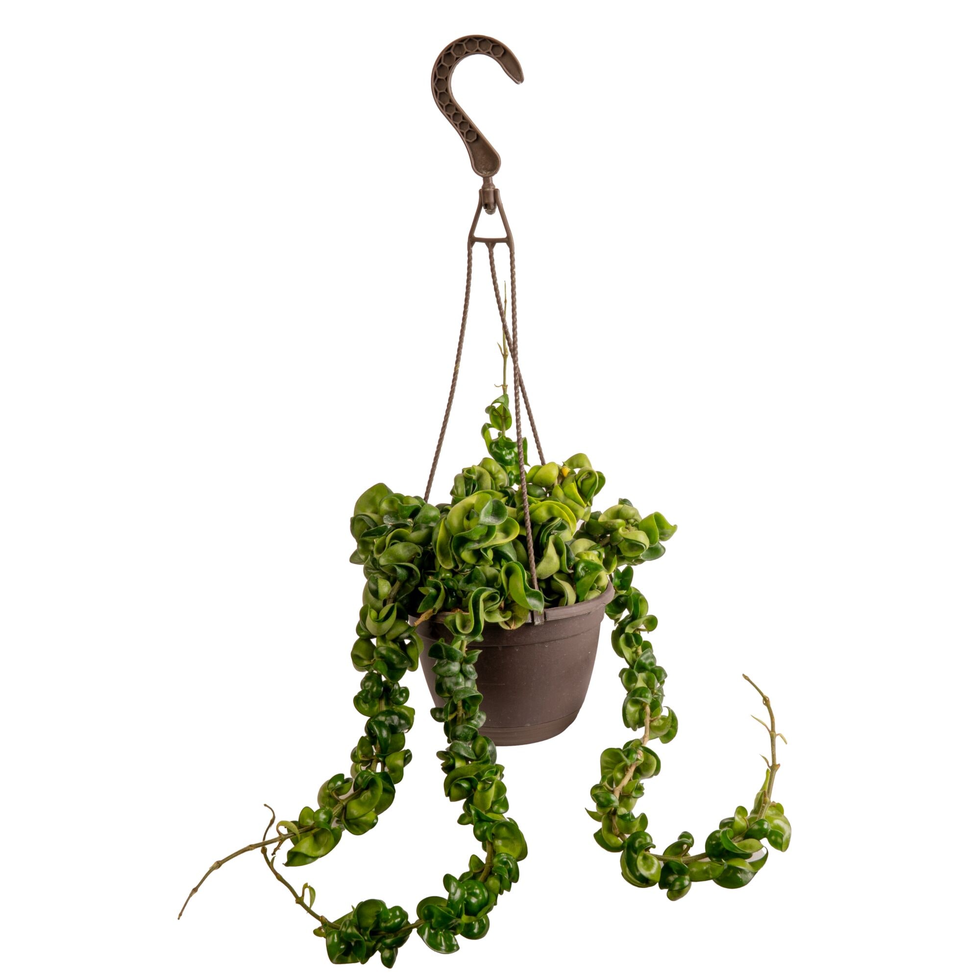 Hoya Rope Compacta House plant in 6 Inch(es) Hanging basket 1 -Pack