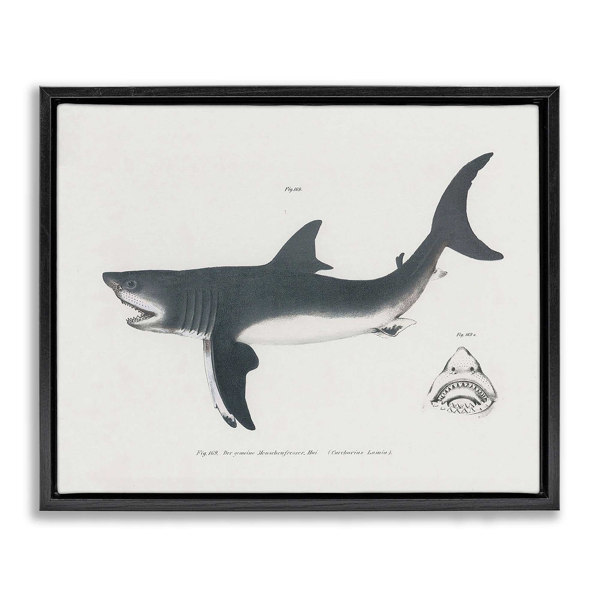 Stupell Industries BT-457-FFB-24X30 Detailed Shark Diagram Black Framed Floater Canvas Wall Art By Phillipa Katz 31 x 25