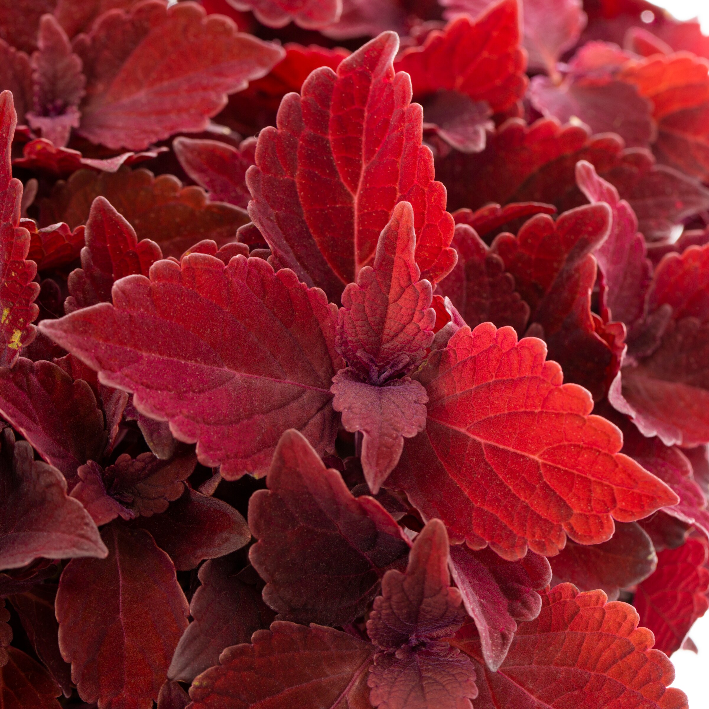 Lowe's NURSERY annuals - View #2