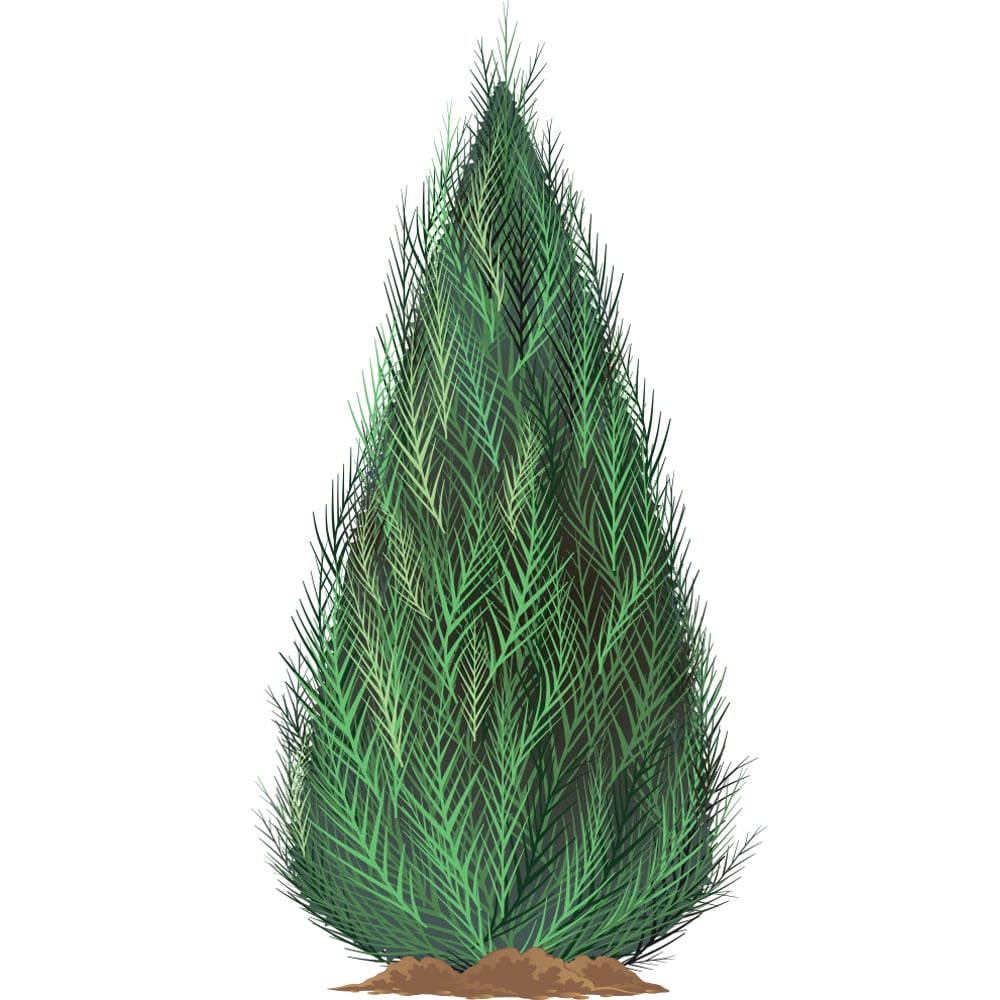 Monrovia 5334643 3.00-GAL DISTYLIUM EMRLD CSCD M
