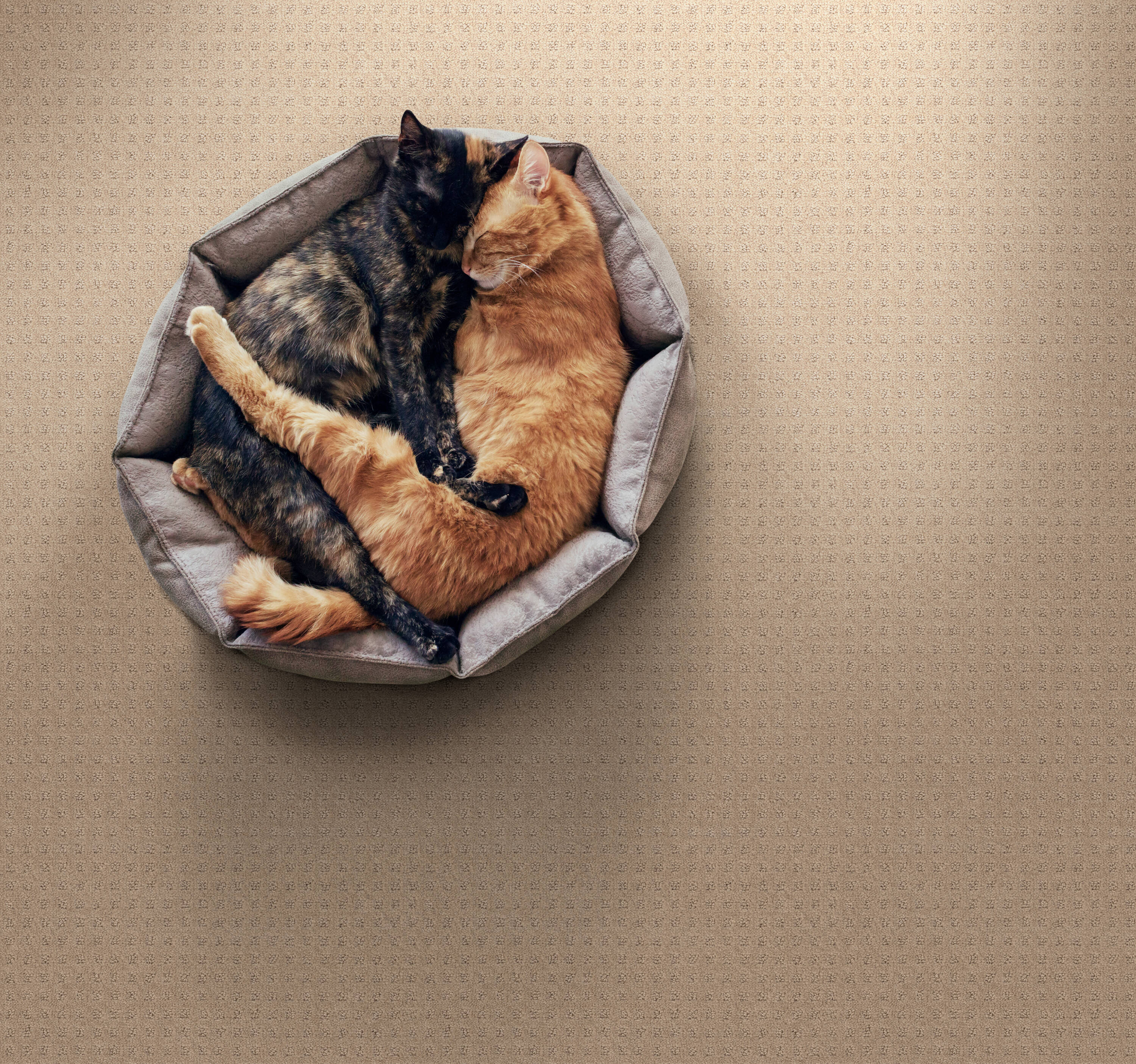 STAINMASTER PetProtect 7L89800154 Carpet-Panel - View #3