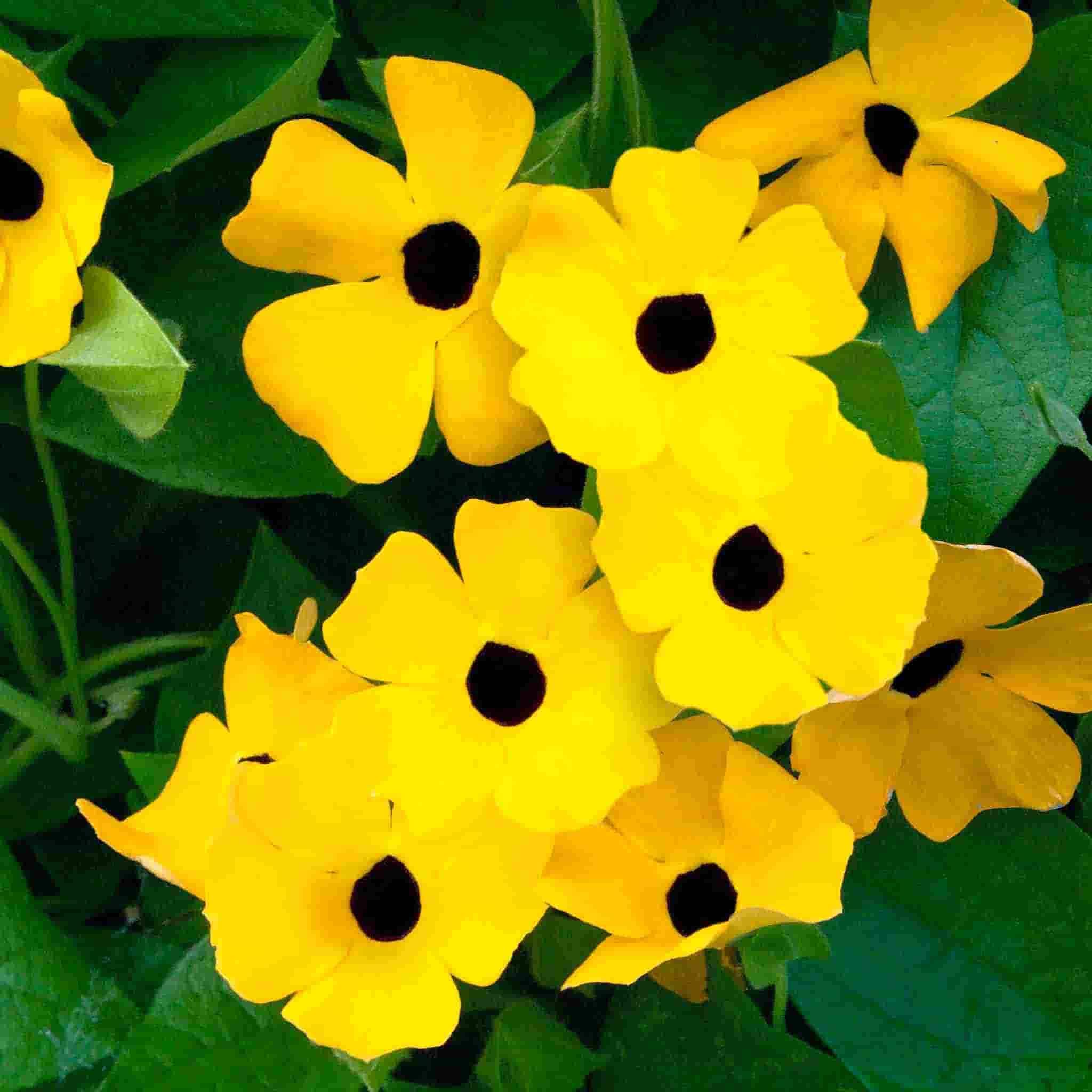 Ferry-Morse LC25.6621 seeds - View #3