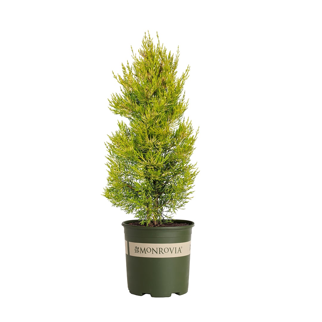 Monrovia KT10504757000200000 Donard Gold Monterey Cypress Screening Shrub in 1.73 -Gallon Pot 1 -Pack