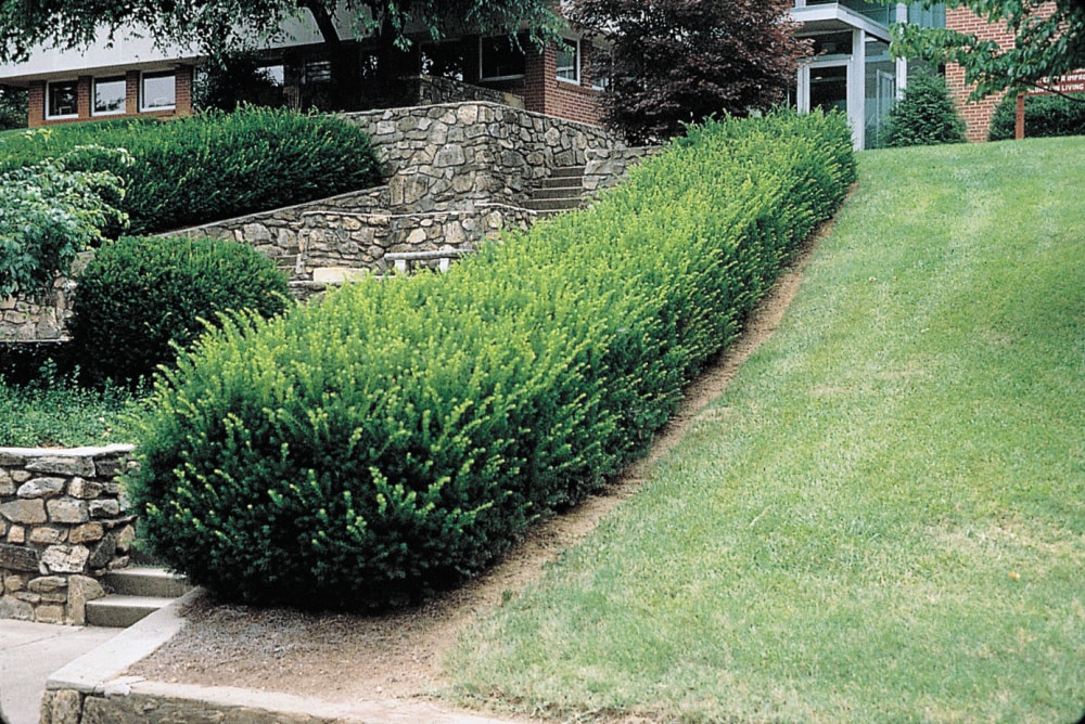 Spring Hill Nurseries 83446 shrubs - View #2