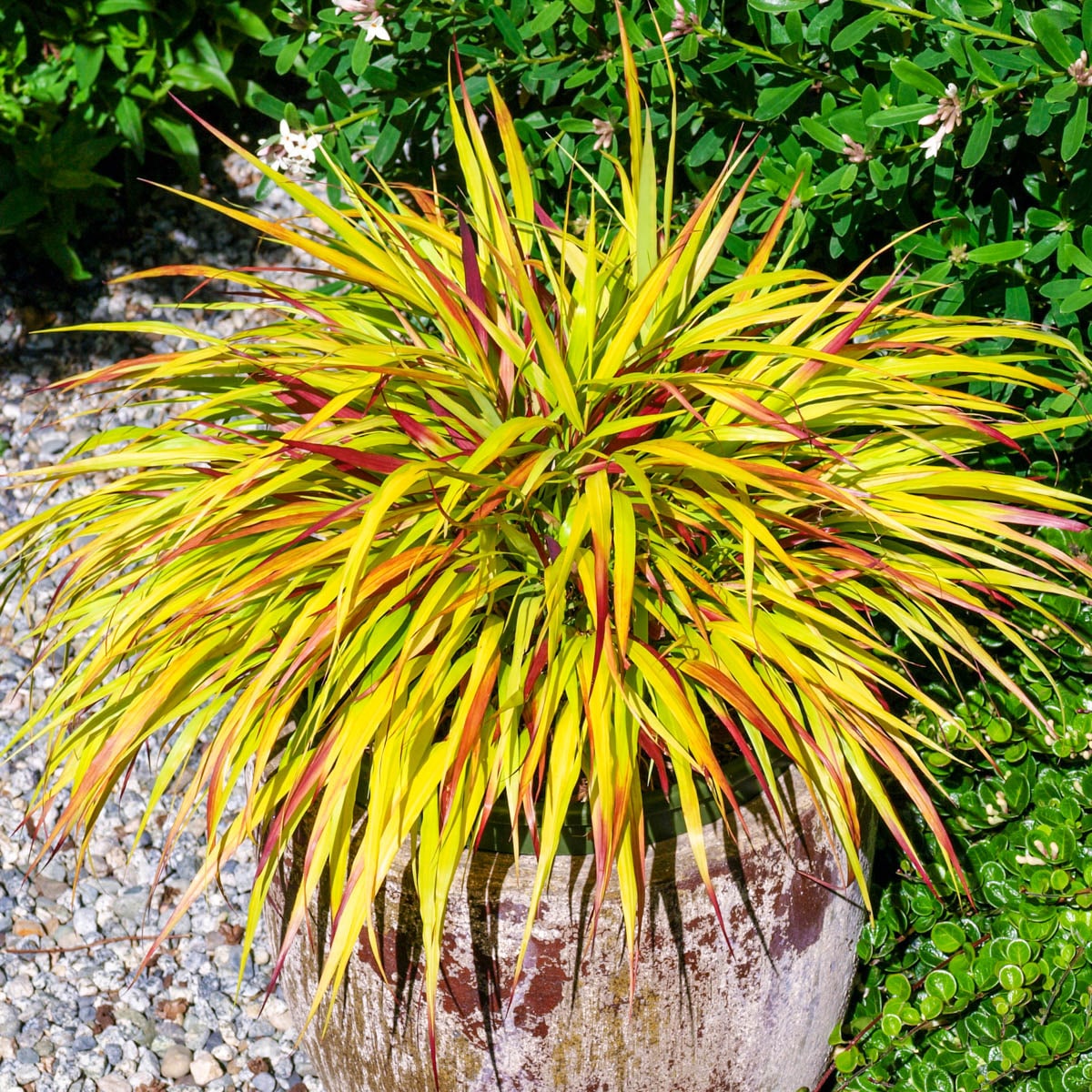 Breck's 89501 Ornamental-Grasses - View #3
