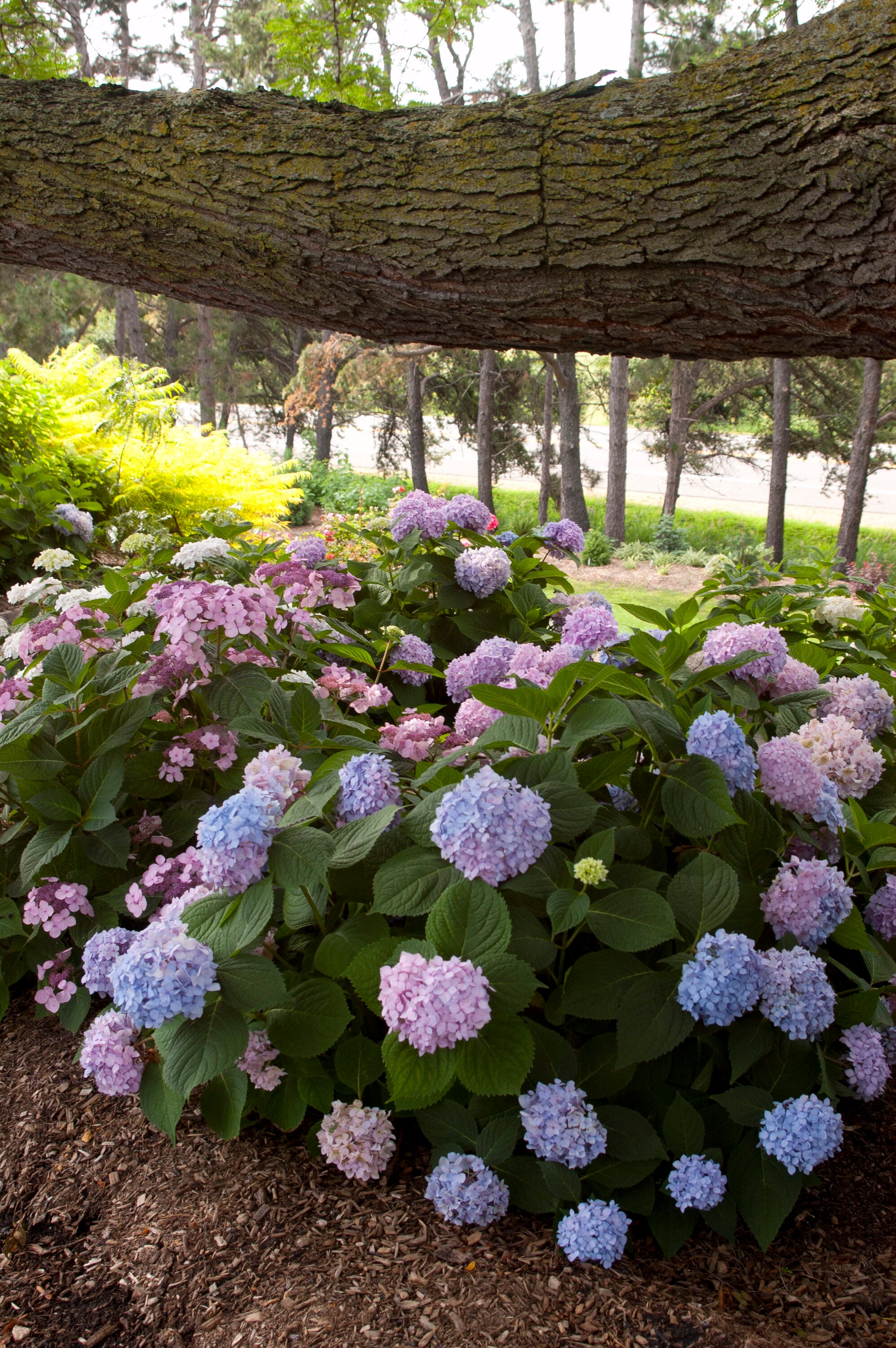 Lowe's Blue The Original Reblooming Hydrangea Flowering Shrub In 3 ...