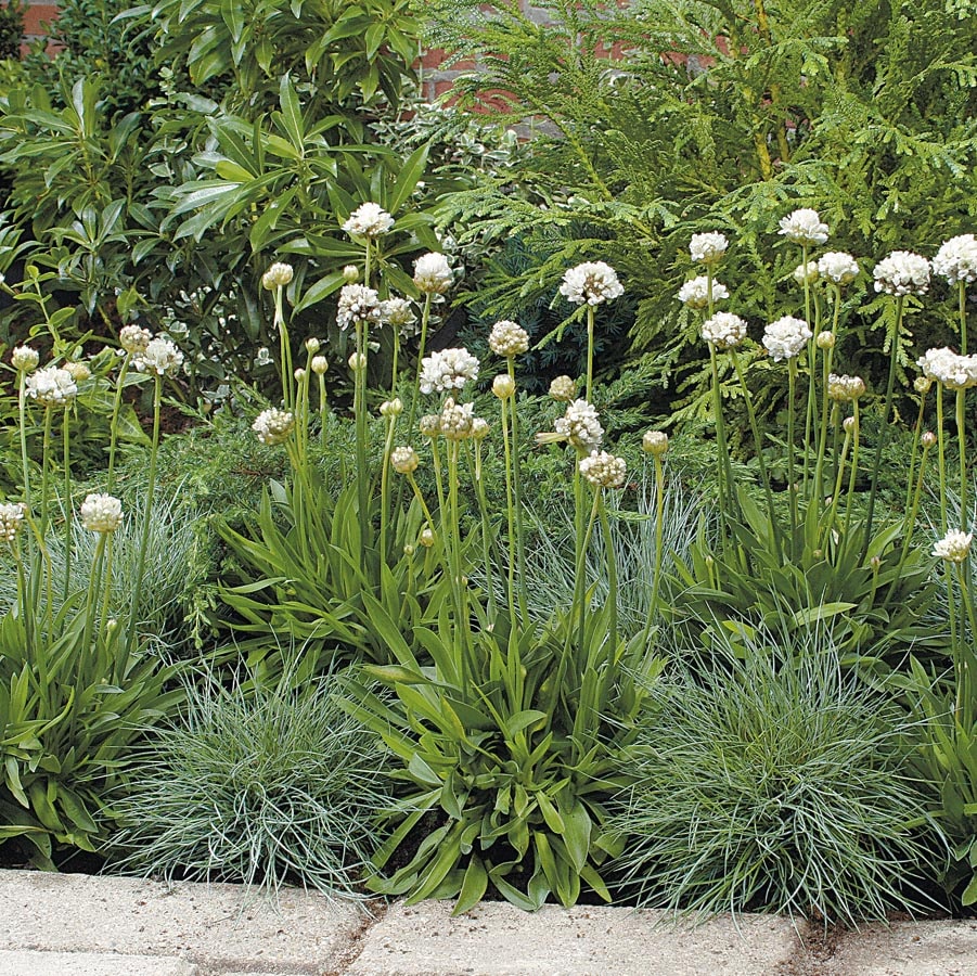 Lowe's NURSERY perennials - View #3
