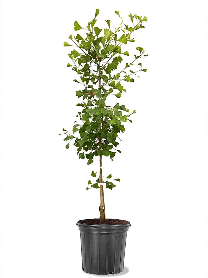 Southern Planters GINKGO05G 5 -Gallon Shade Maidenhair Tree In pot (with soil)