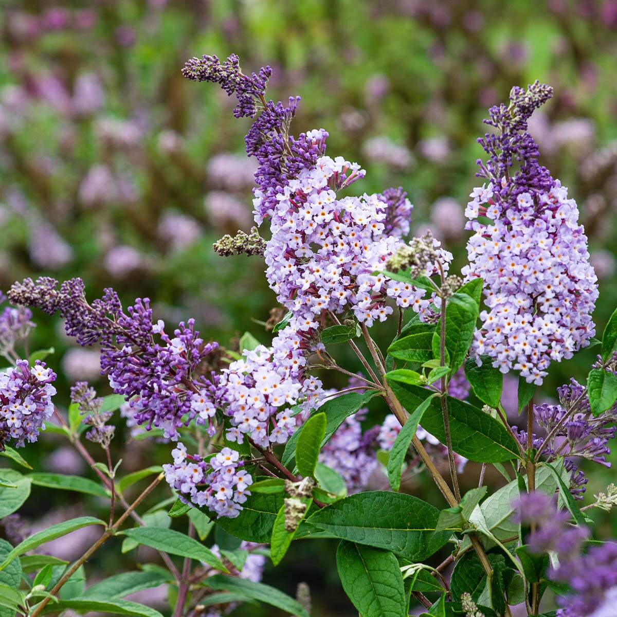purple flowering shrubs bushes